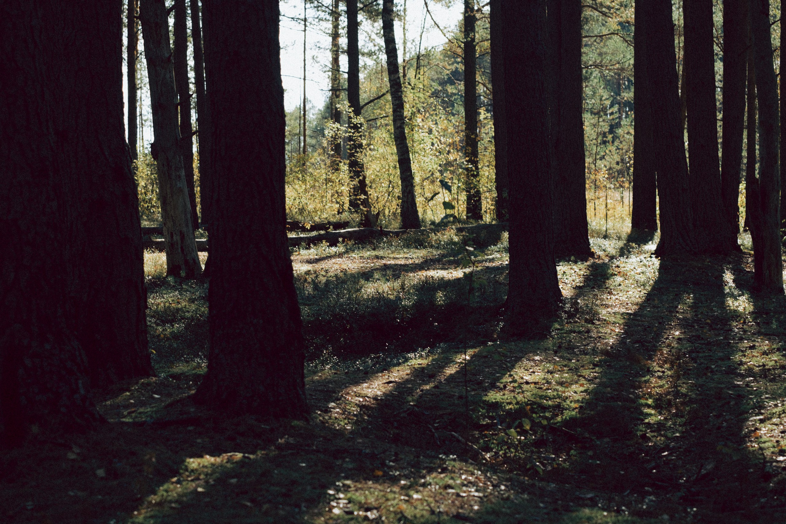 Осеняя прогулка. Профессиональный фотограф, Санкт-Петербург — Виктория Богомолова
