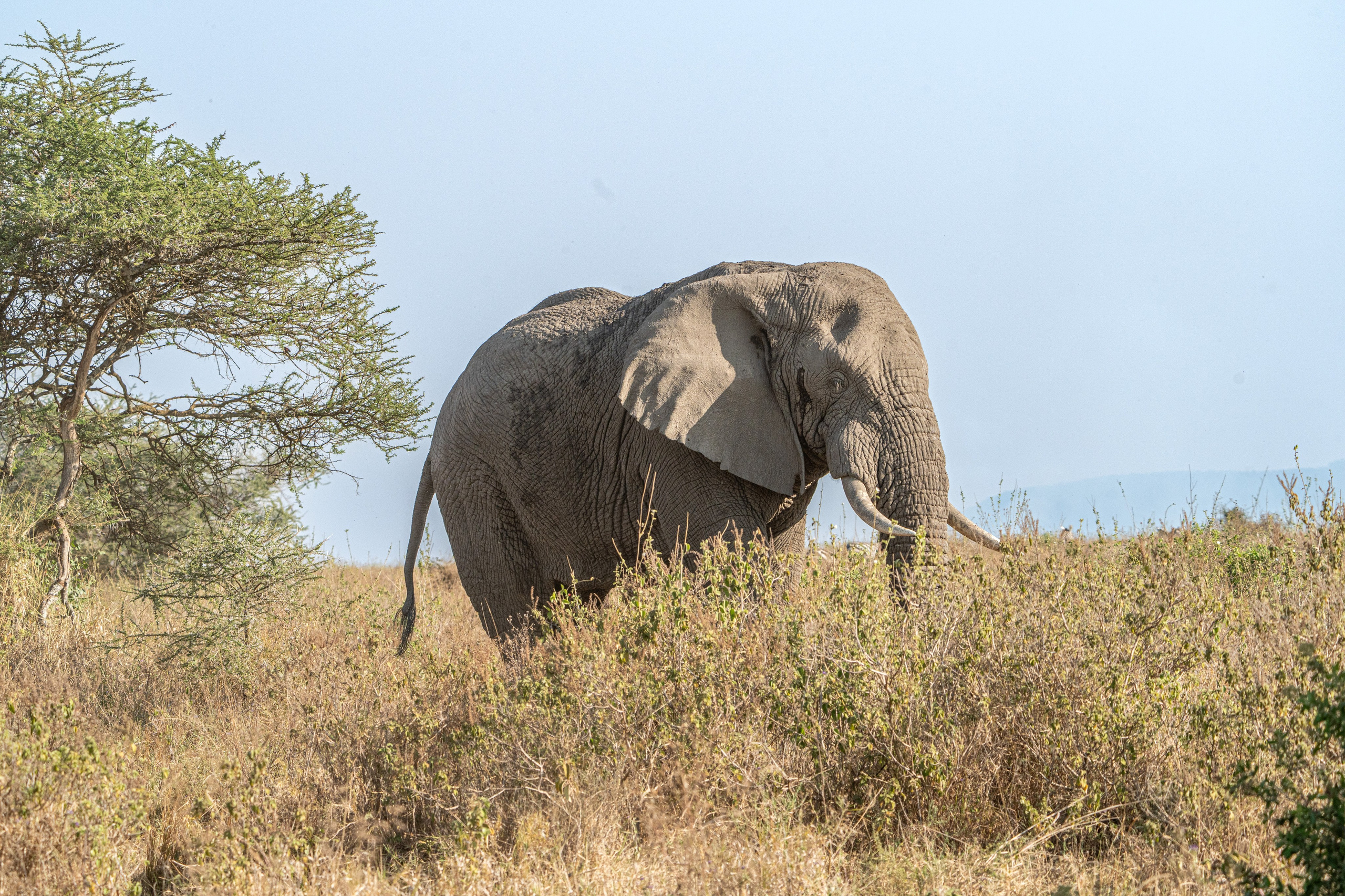 Танзания, сафари, 2025. Творческие сьемки