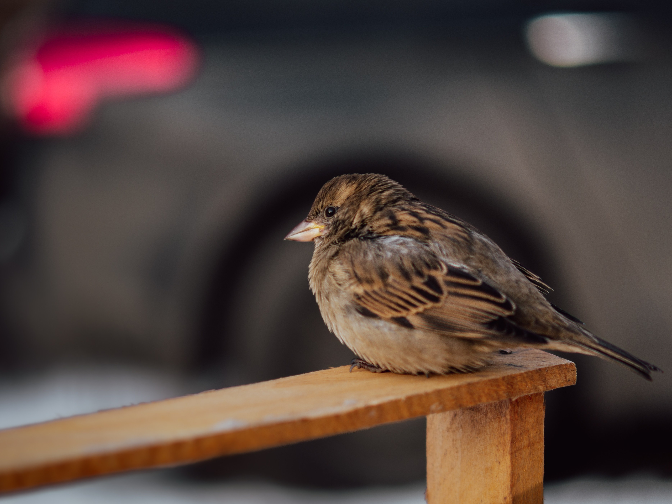 Воробьи. Профессиональная фотография от VladEstaf_StyloQArt: портреты, репортажи, семья