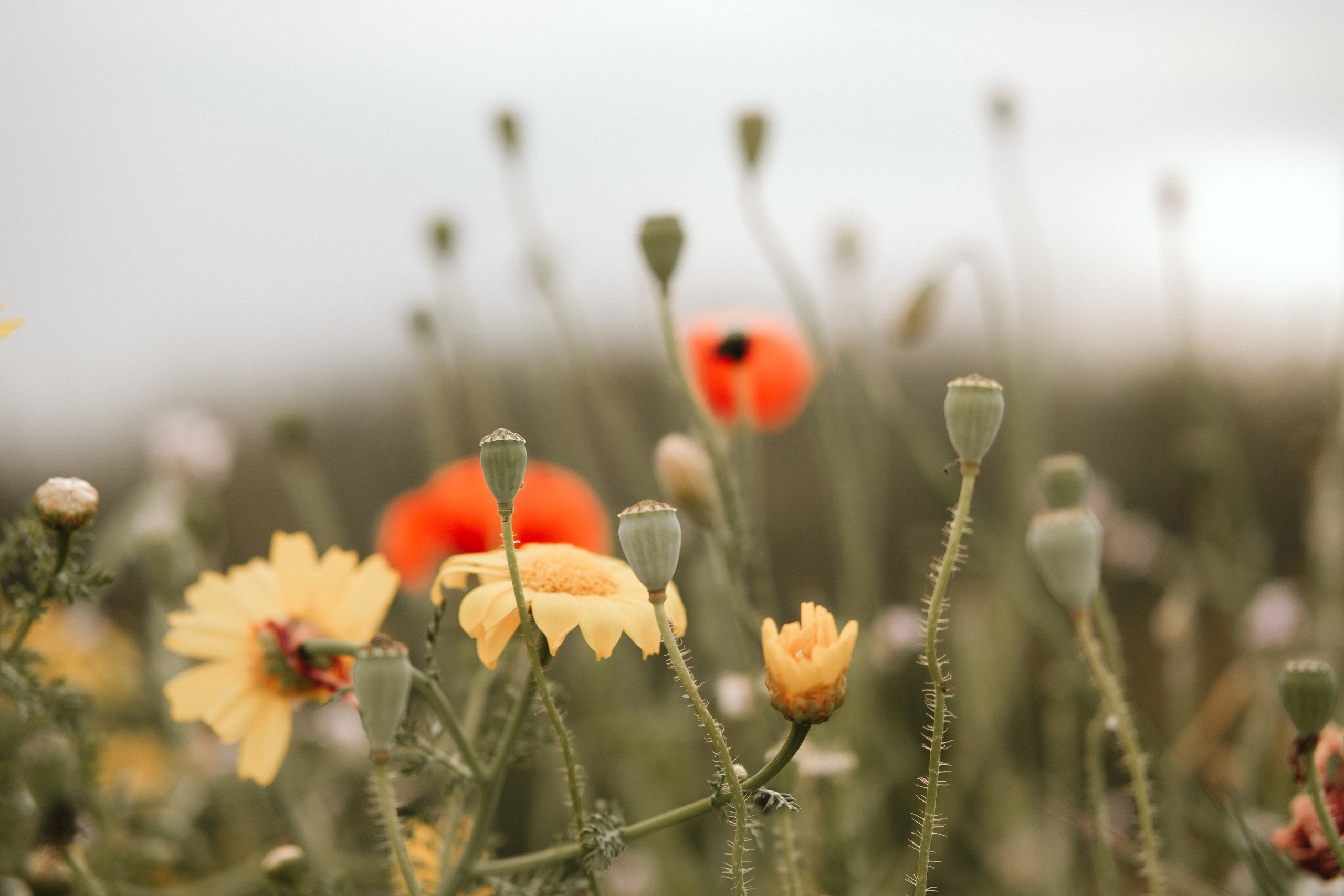 Cyprus. Hamida&Alyas. Photographer Cyprus