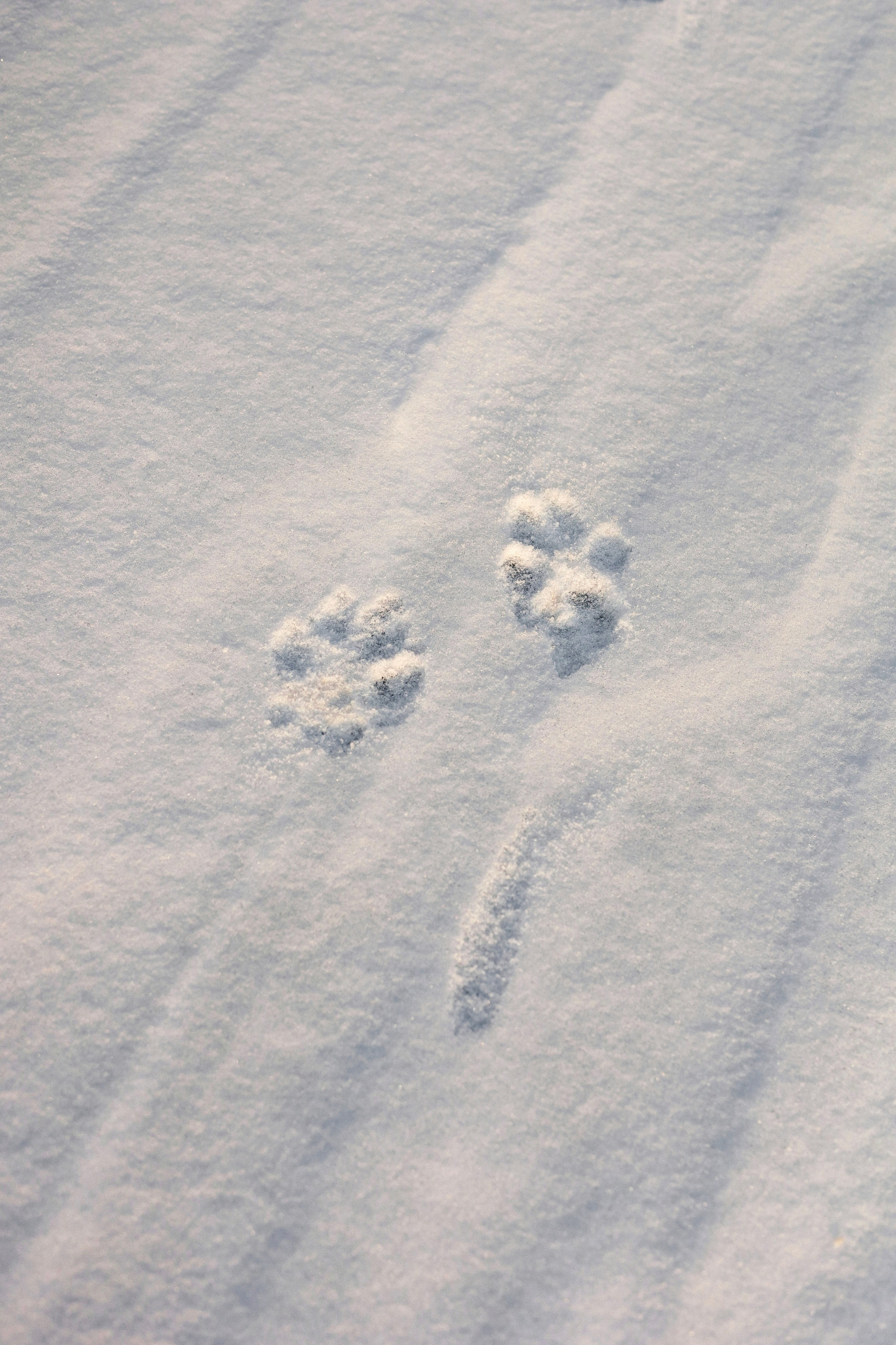 Лёва и Катя. Фотограф-анималист Ксения Шевцова|Москва