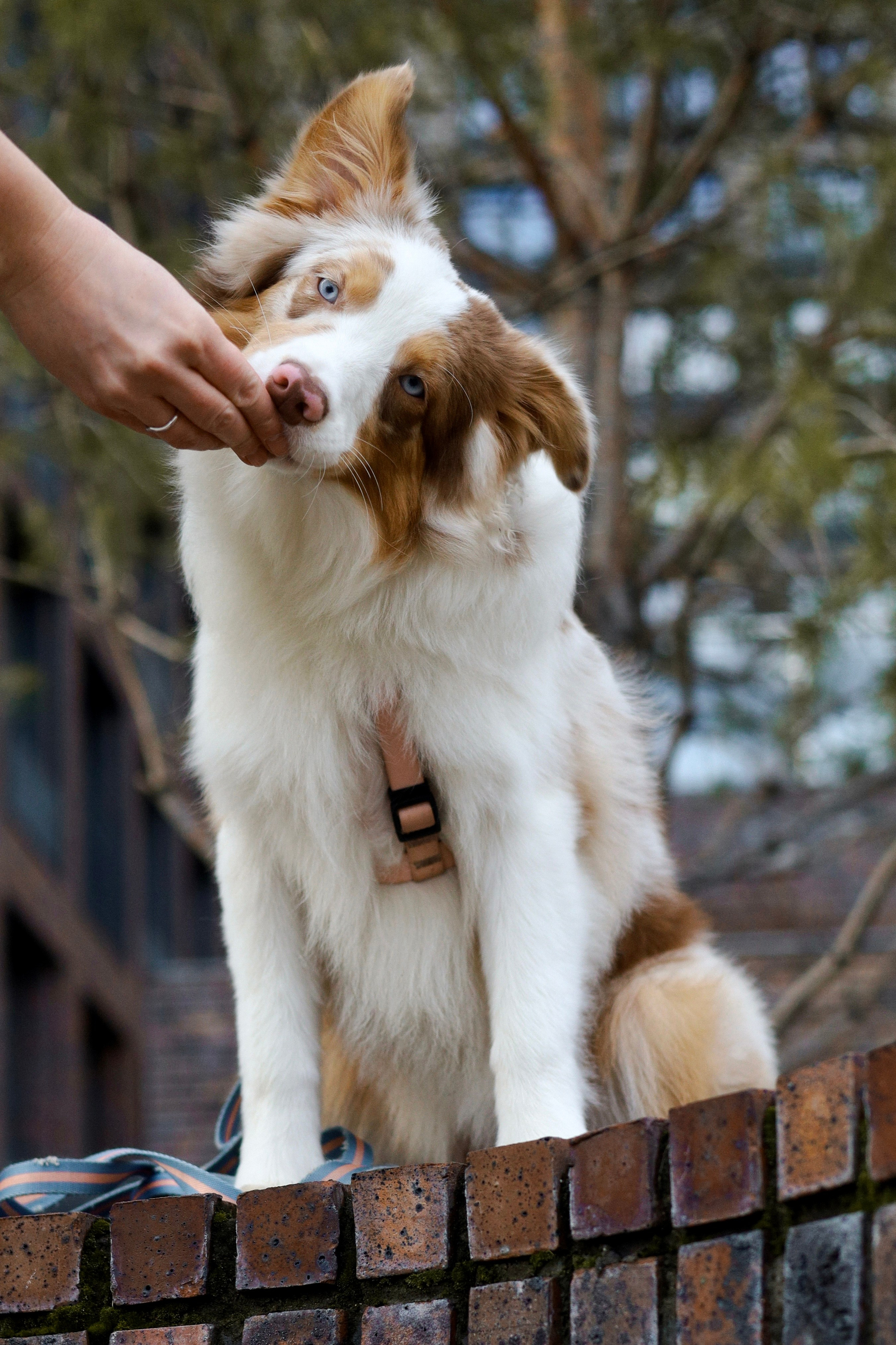 Бри и Яна. Фотограф-анималист Ксения Шевцова|Москва