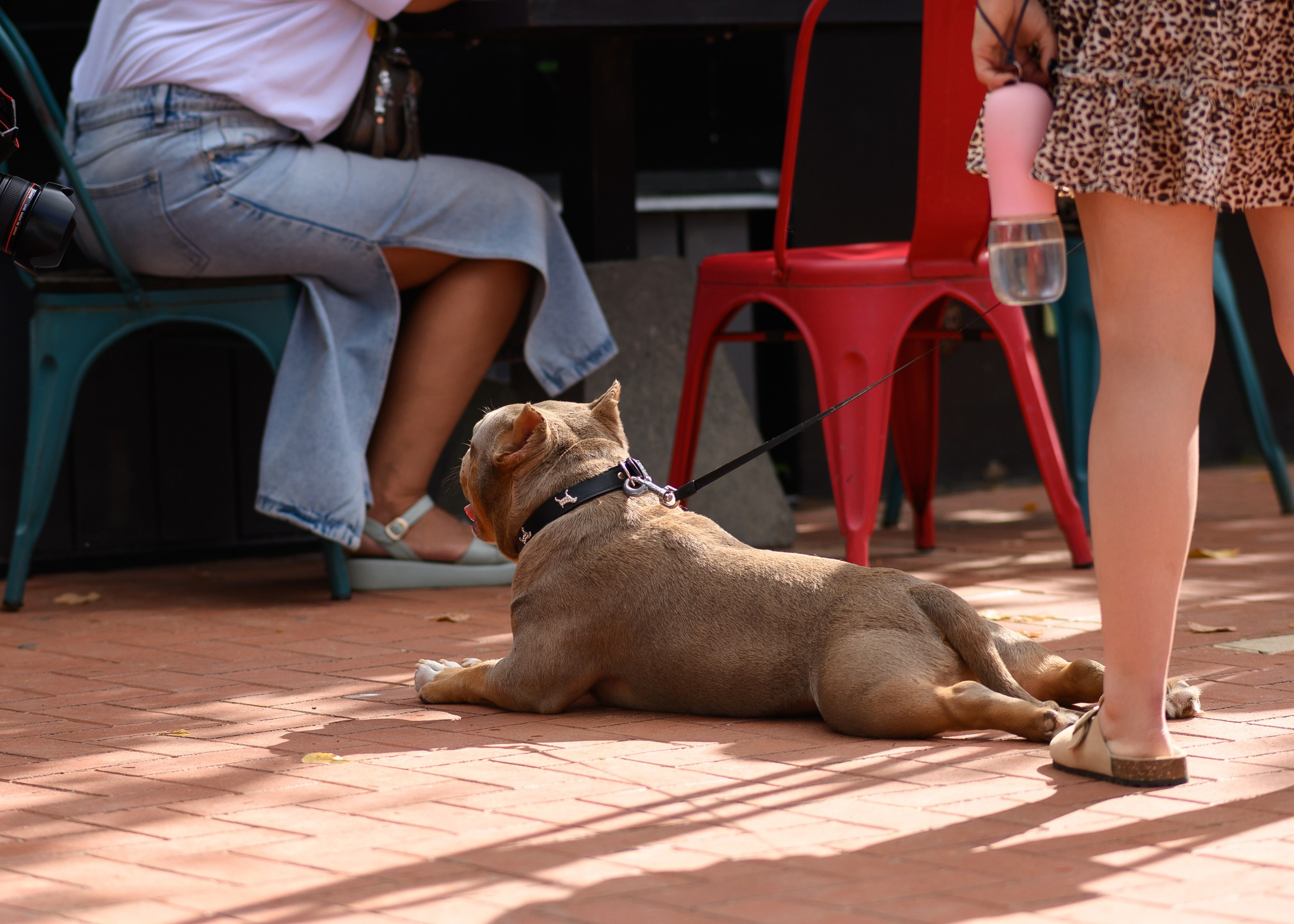 СобачийФест_РынокНаГоре_10082024. Фотограф Александр Данилов