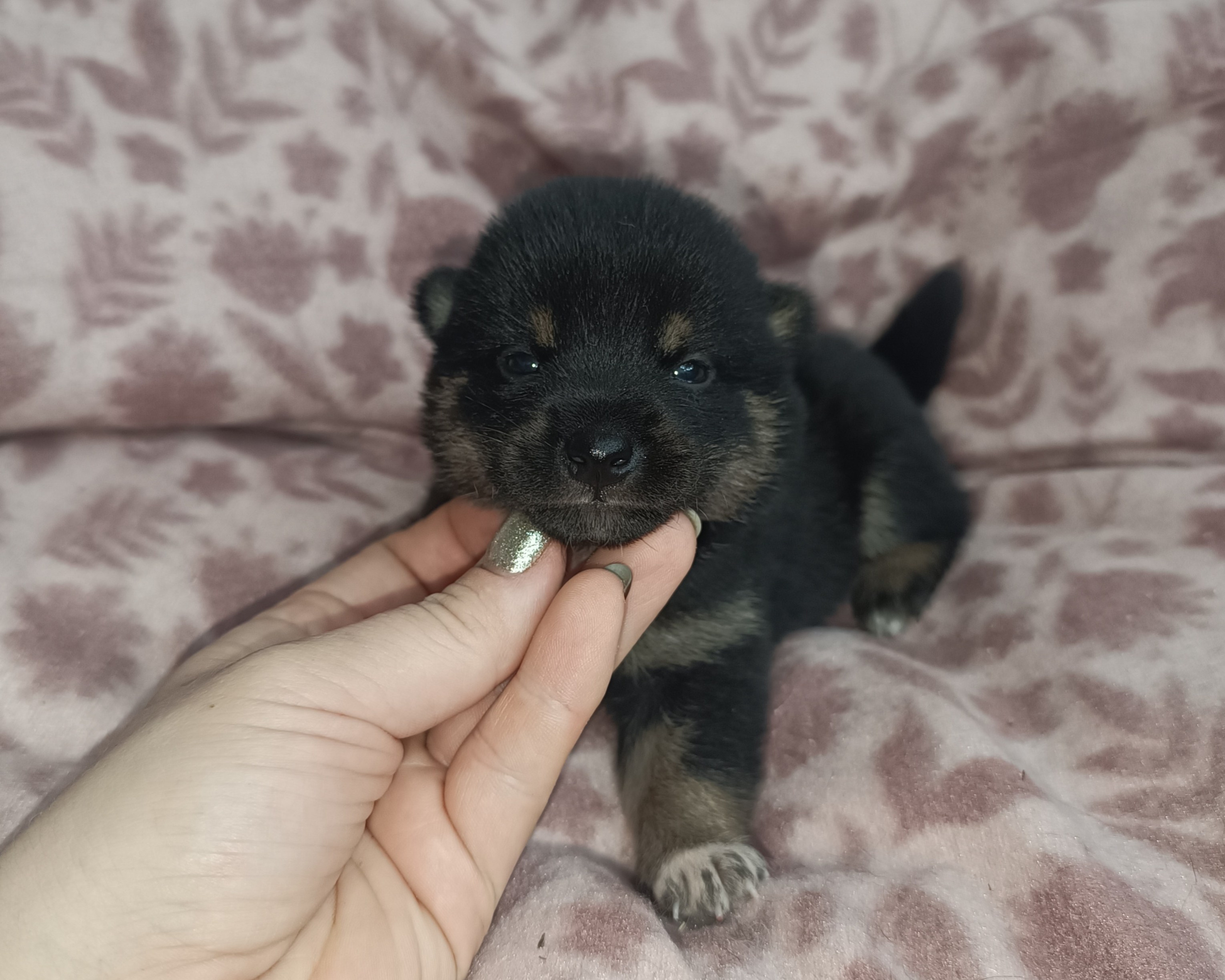 Rubylight Osanna. Американская акита I Сиба ину I Питомник RUBYLIGHT