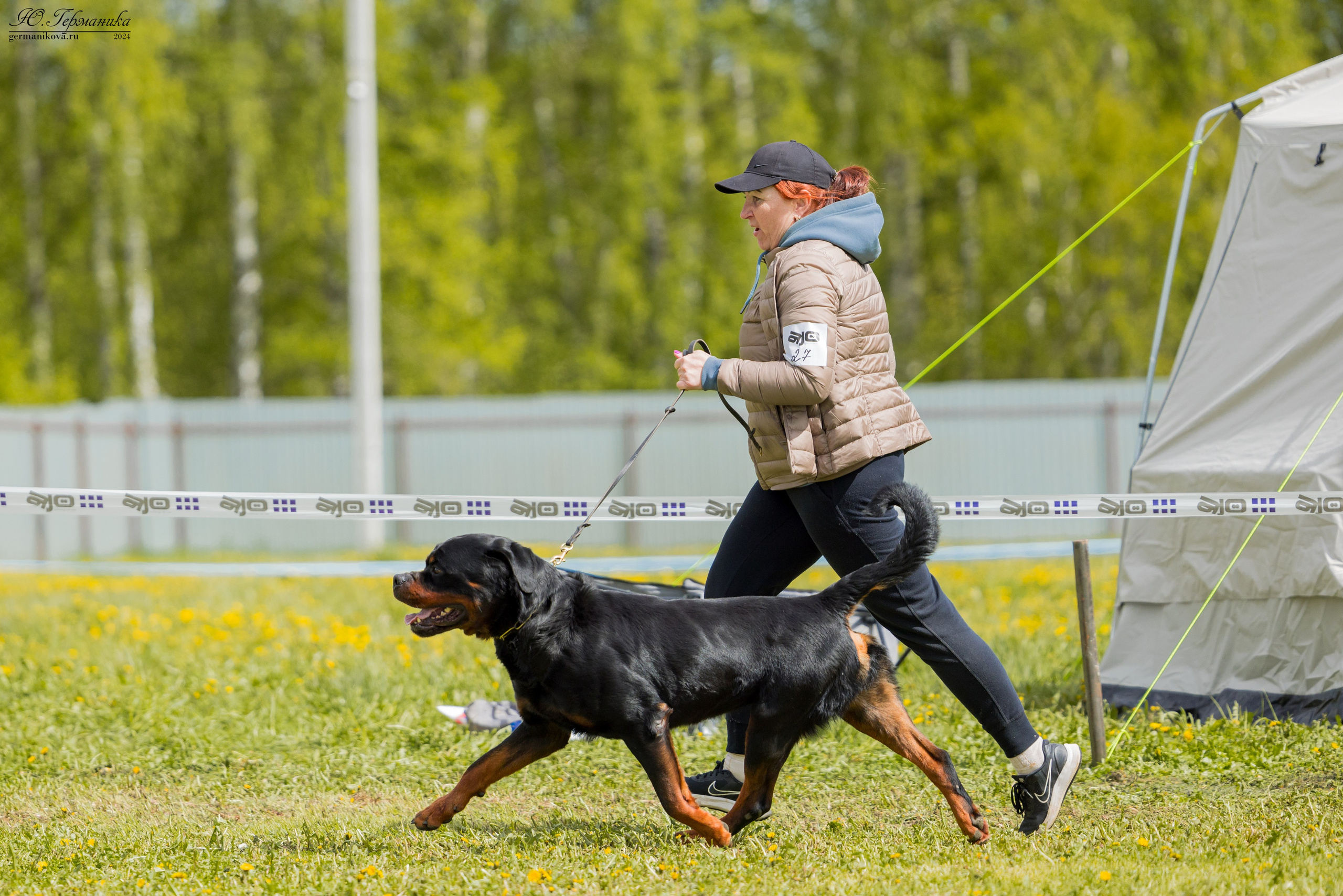 Нижний Новгород 11-12.05.2024 моно ротвейлеров. Фотограф-анималист Юлия Германика