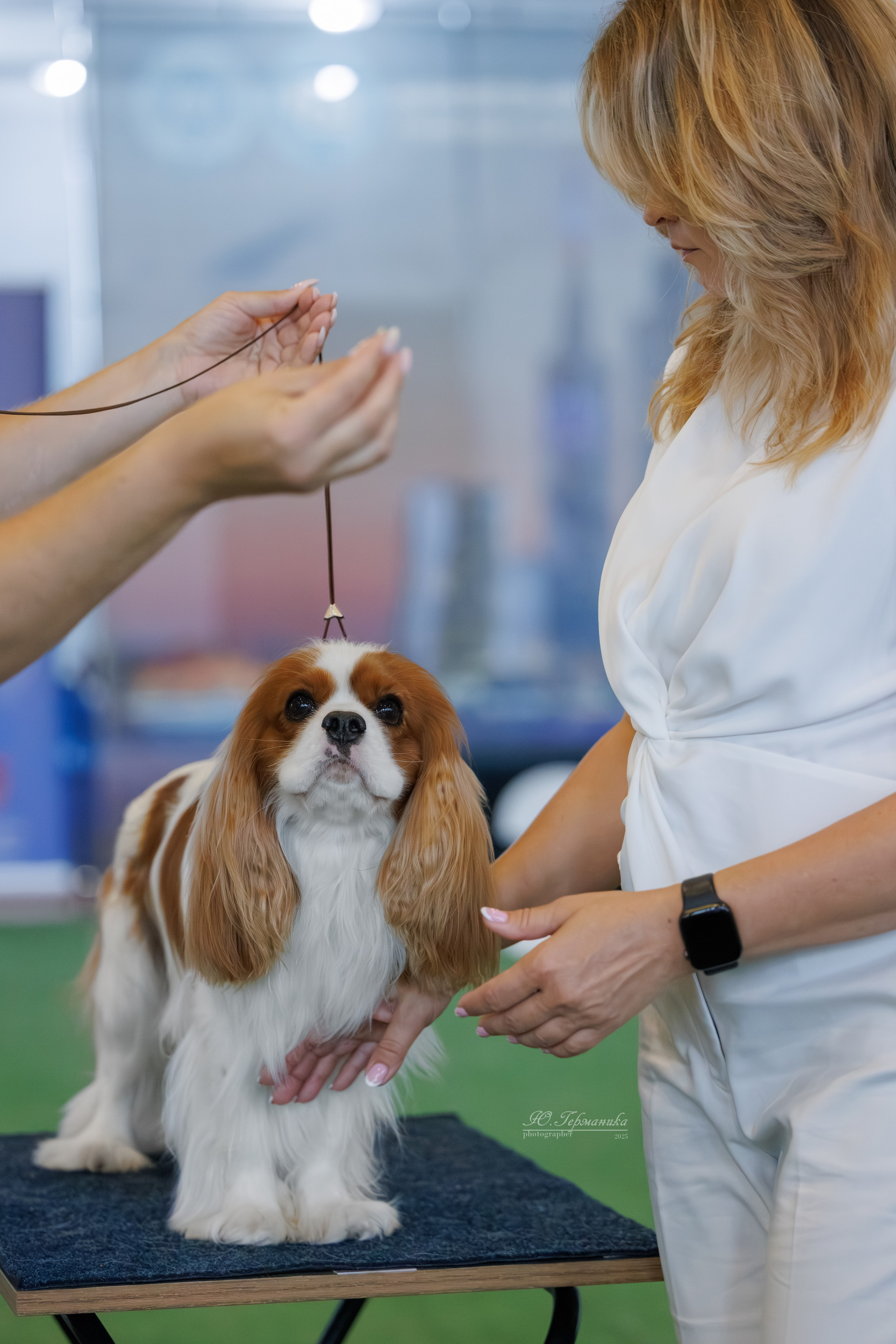 Батуми 3хCACIB 27-29.06.2025. Фотограф-анималист Юлия Германика