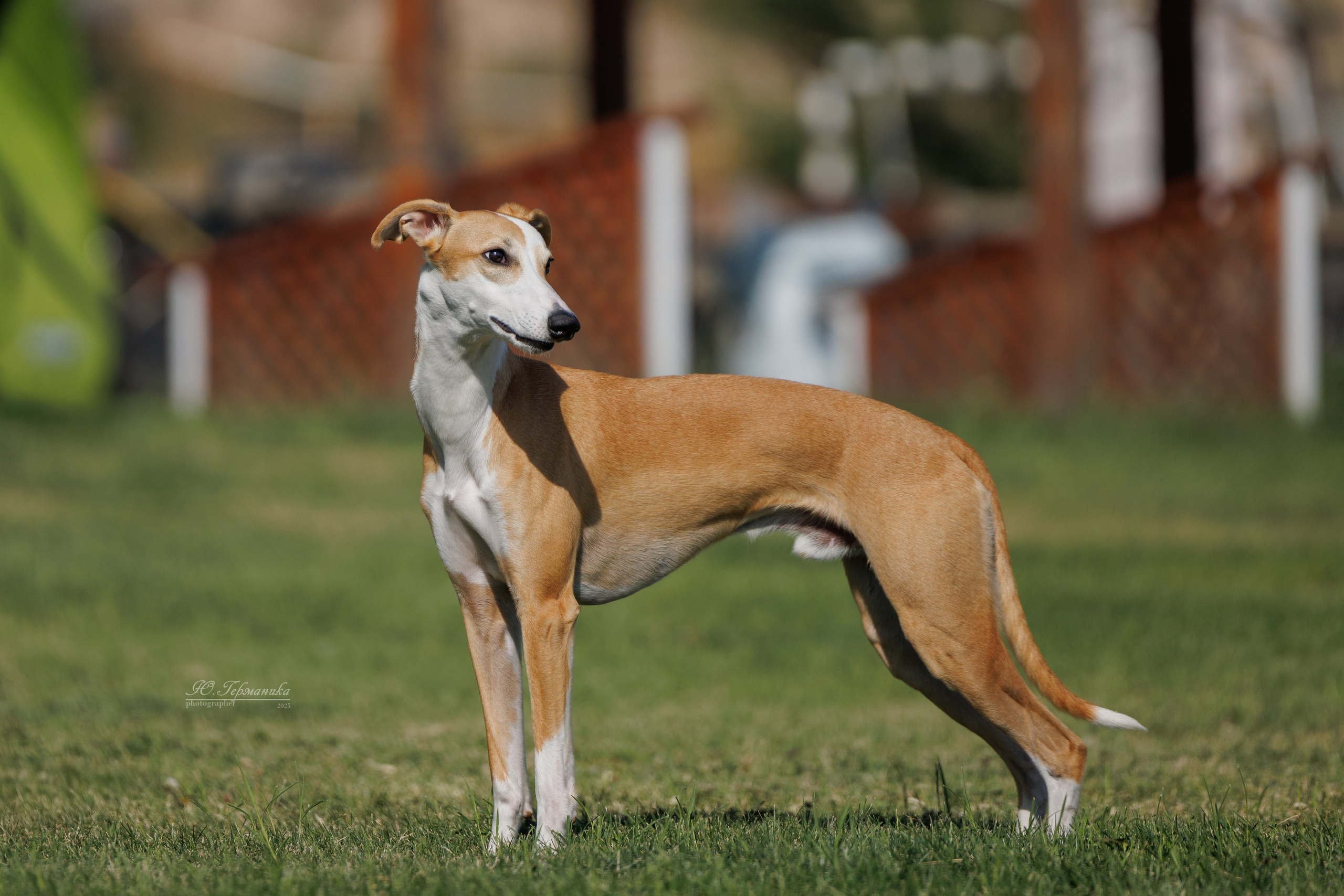 Ереван 3хCACIB 23-25.06.2025. Фотограф-анималист Юлия Германика