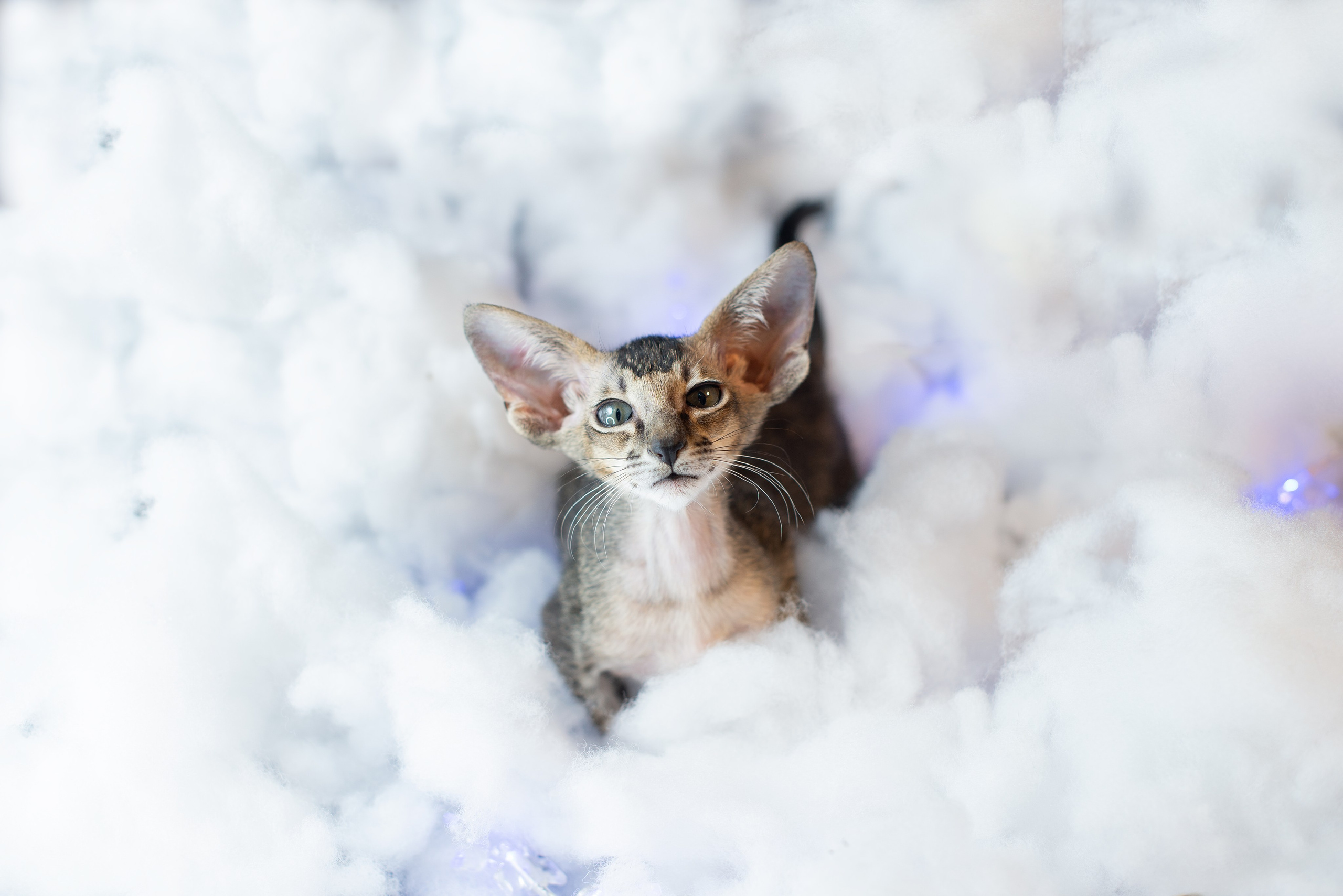 Заводчик Юлия Панова. Творческий фотограф Вологда