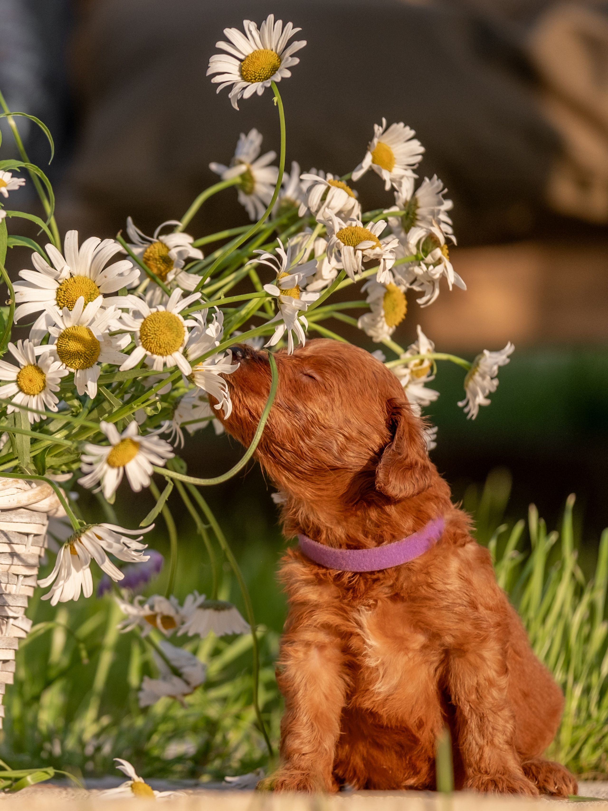 Неповторимые лабрадудли для Елены). Зоофотограф, фотограф животных в Москве и области Дина Дамоцева