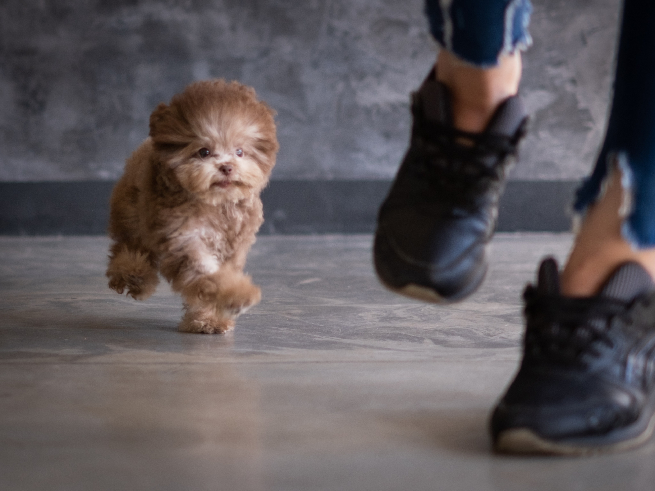 Весёлые пудель и мальтипу для Романа!. Зоофотограф, фотограф животных в Москве и области Дина Дамоцева