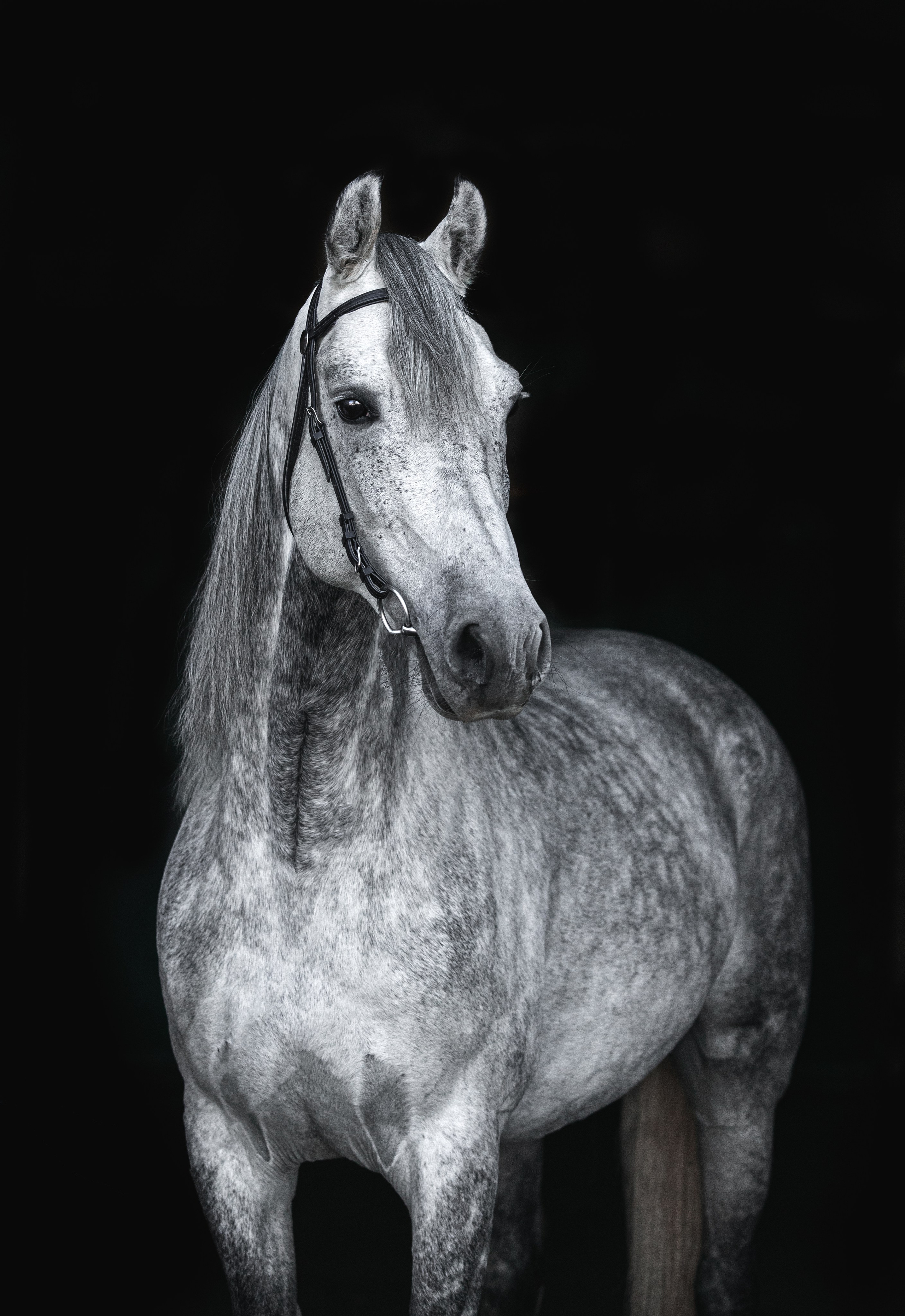 Портреты лошадей. Главная