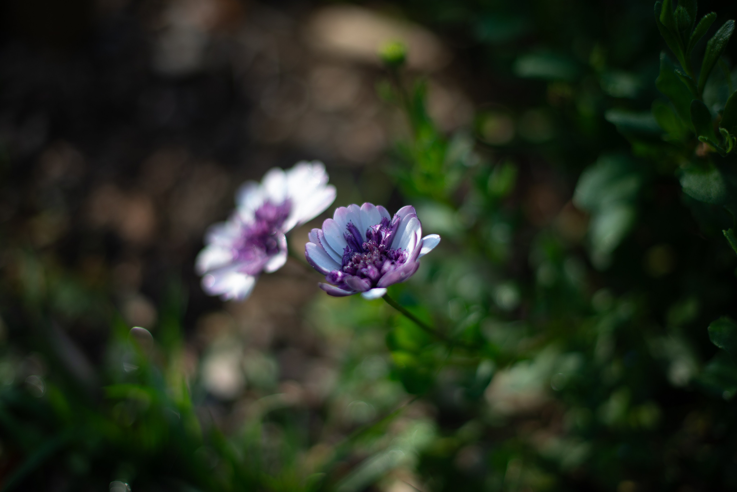 Цветы сада МГУ. Victoria Radjevna Репортажный Фотограф — Видеограф Москва • Санкт-Петербург
