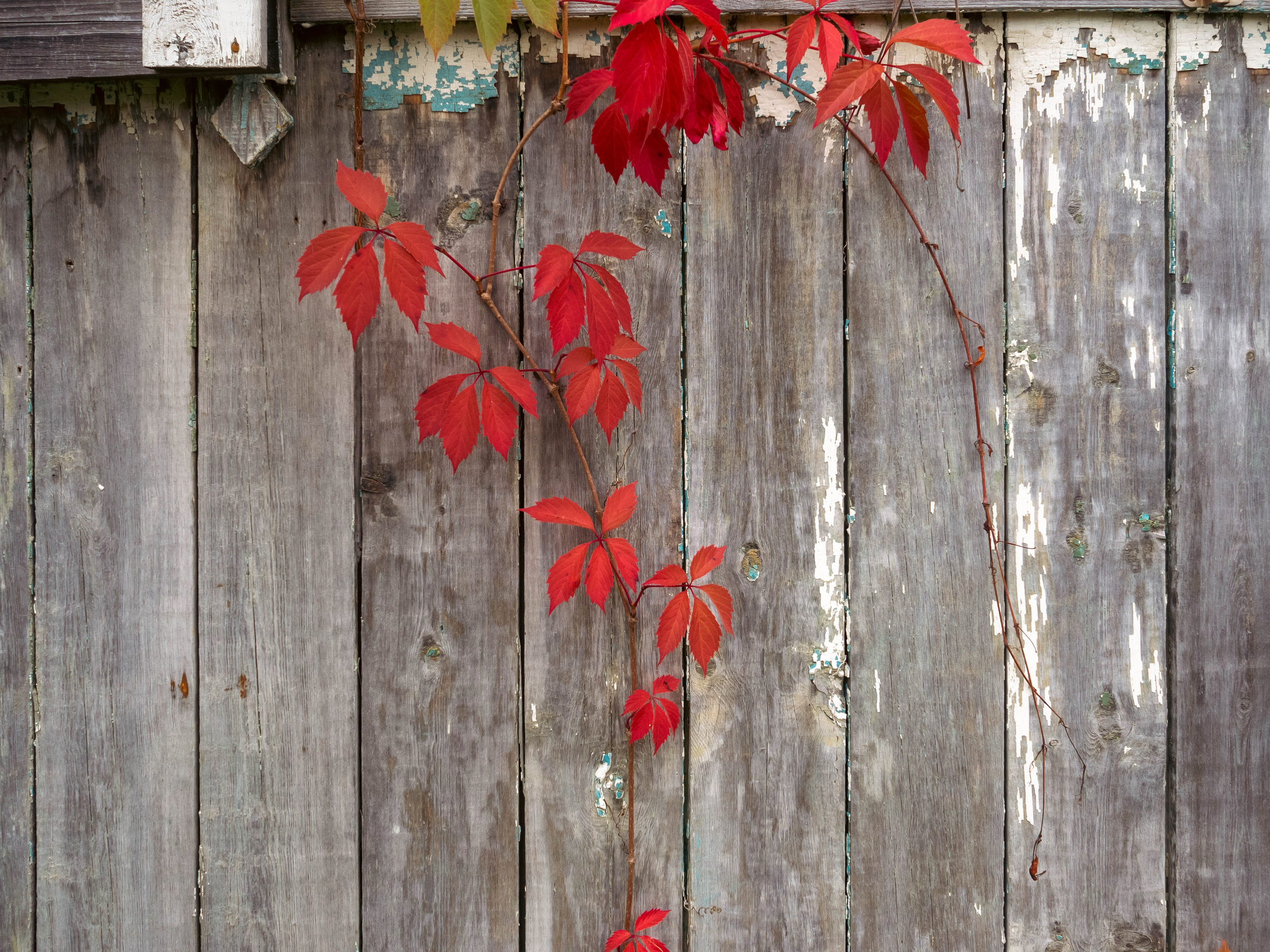 20230916 Дача. Дмитрий Ремизов. Фотография, как хобби