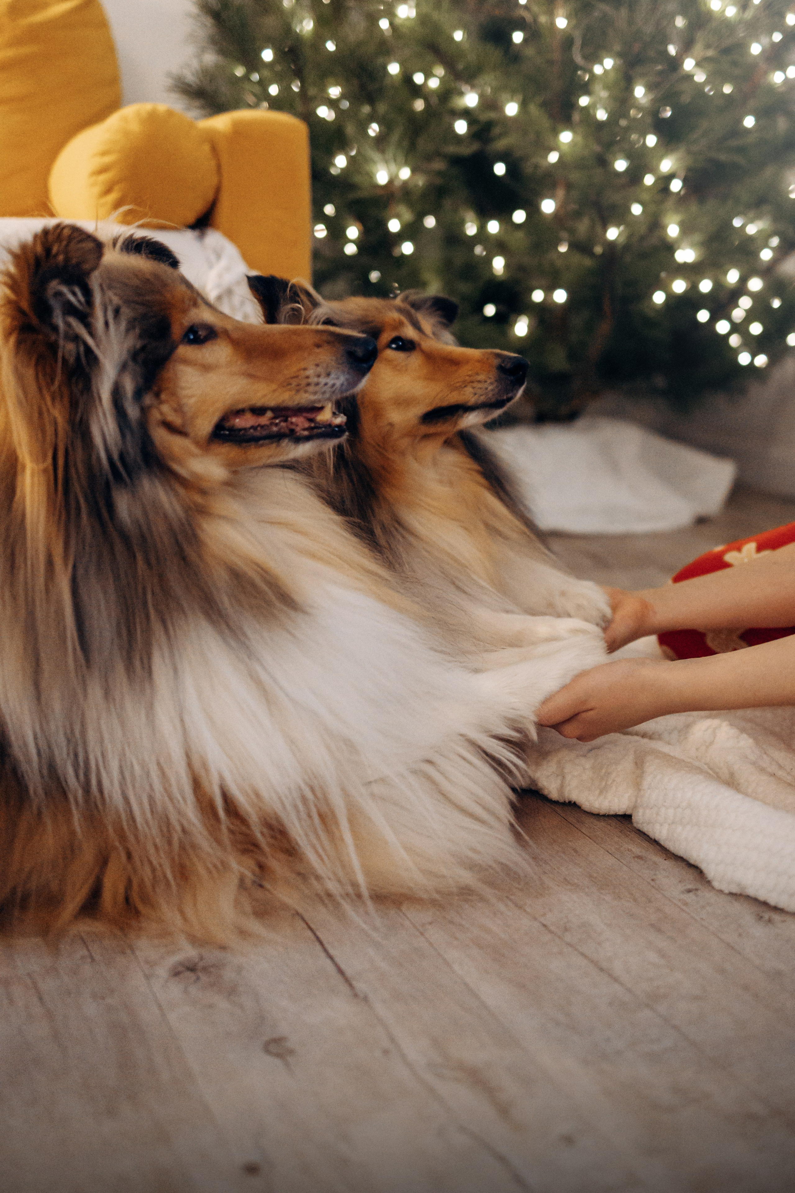 Юлиана, Элли и Райан. YULA KOLESOVA | Фотограф — Анималист | Художник | Тюмень