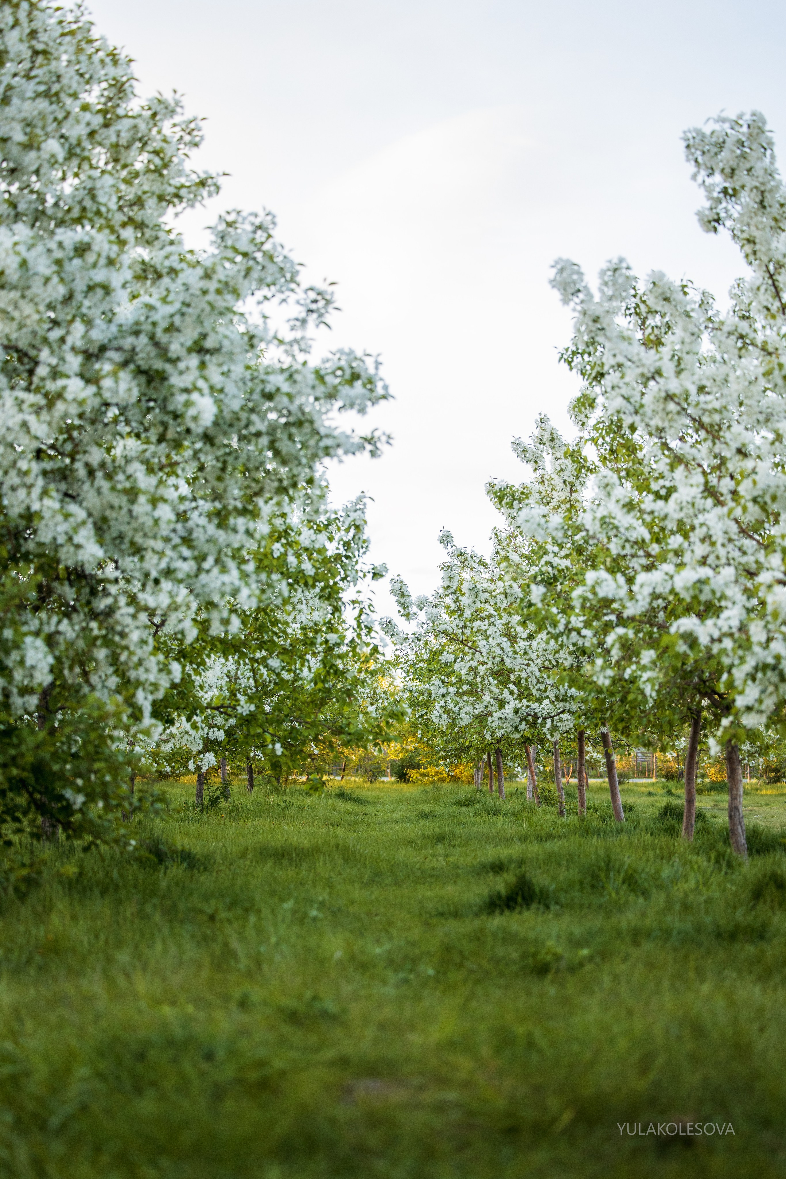 Яблони. YULA KOLESOVA | Фотограф — Анималист | Художник | Тюмень