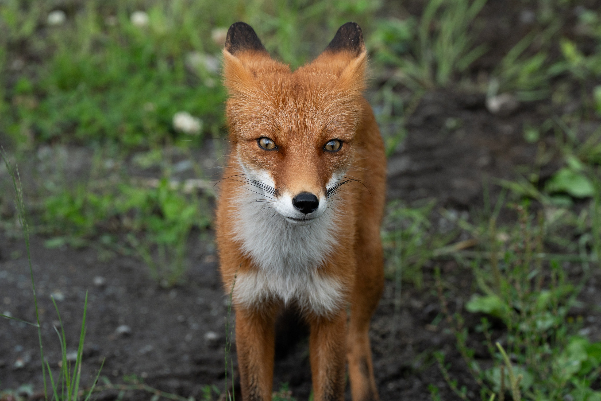 Дикий животный мир. Daria wanderer photography