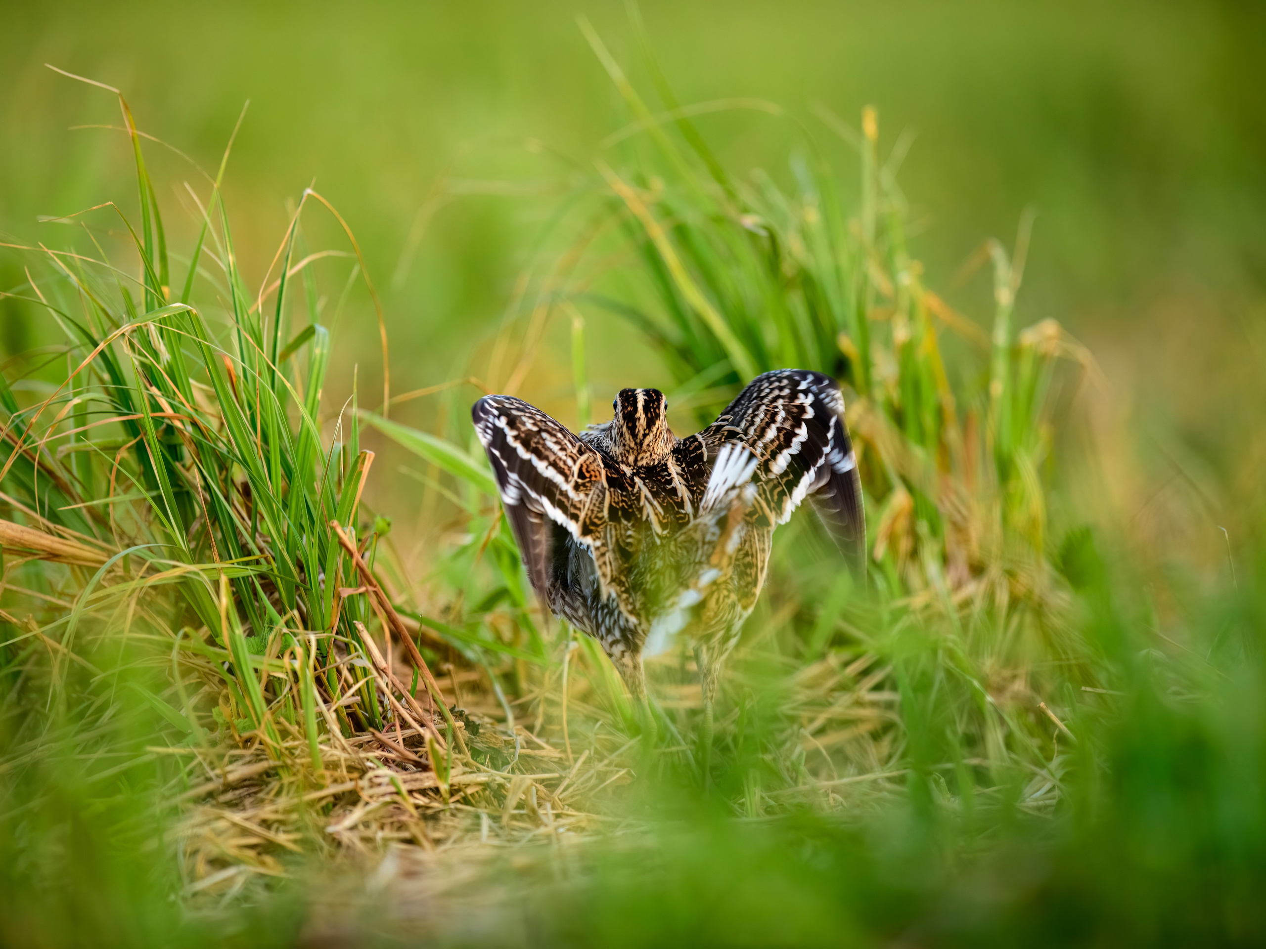 На дупелином току. Фотограф Сергей Пупонин