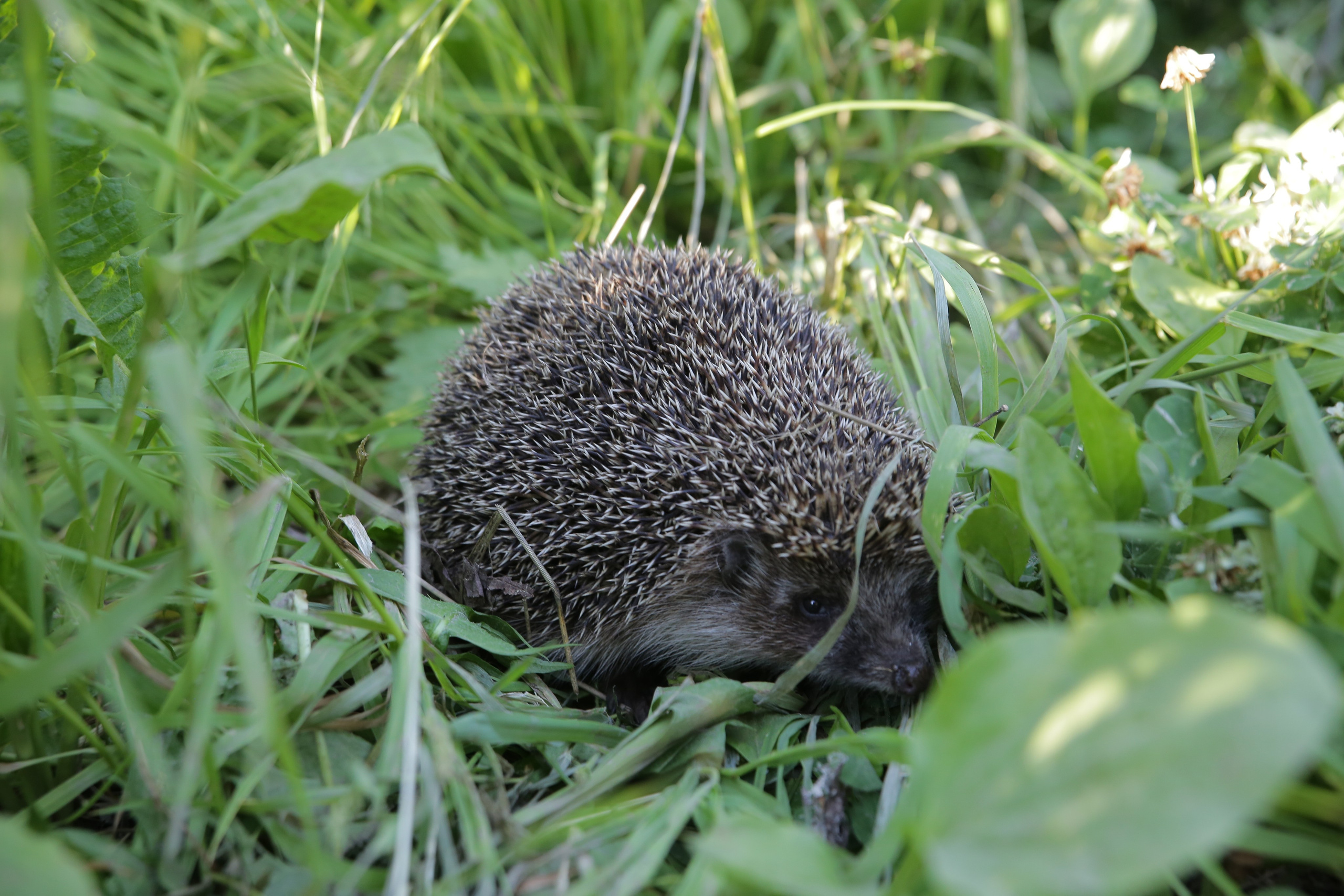 Фото Природы Забайкалья. Студия Максима Белослюдцева