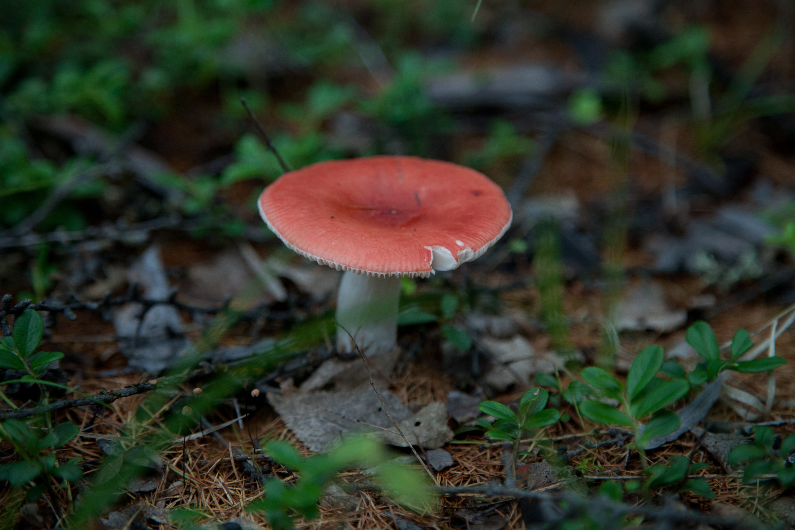 Фото Природы Забайкалья. Студия Максима Белослюдцева