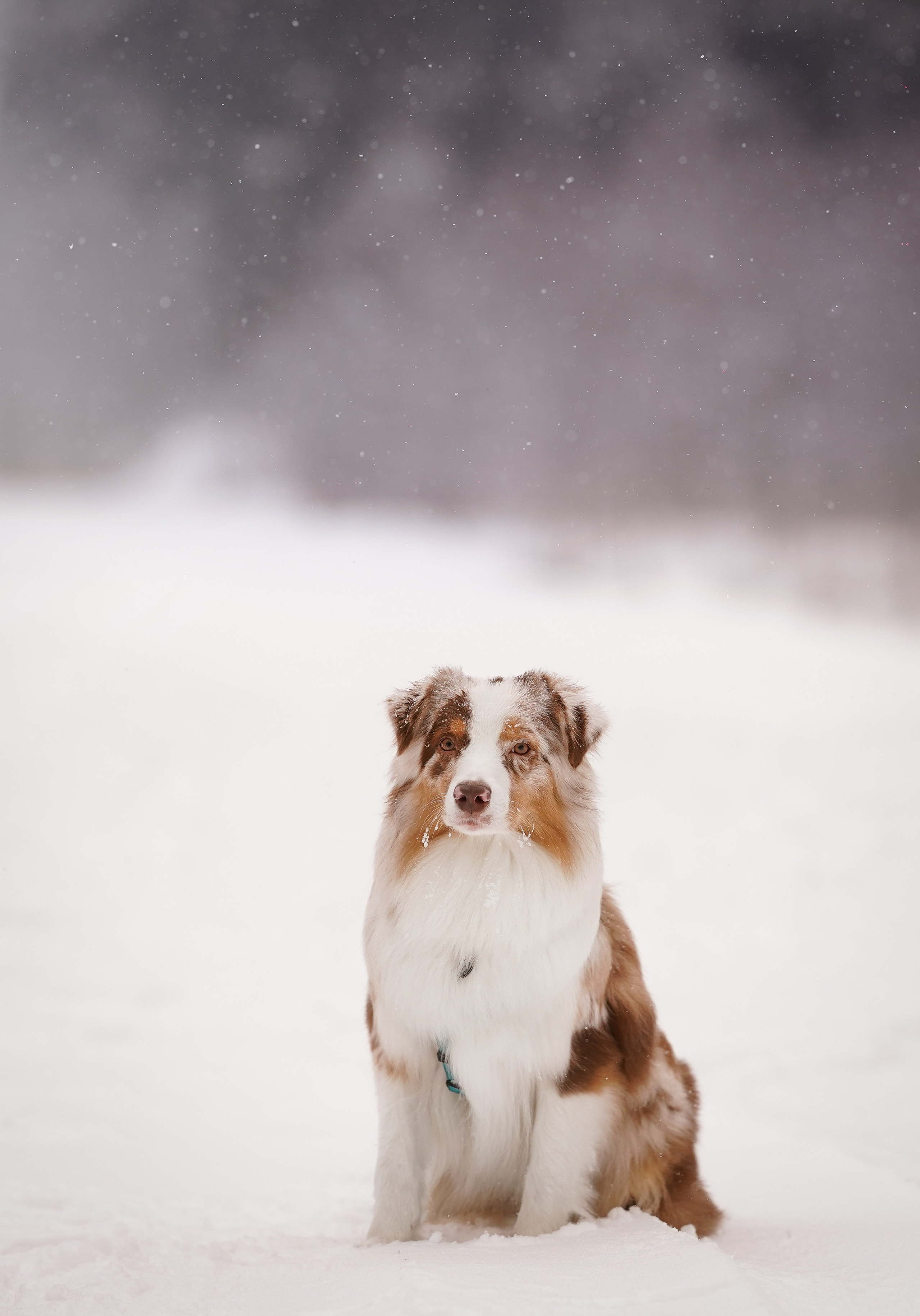Красно-рыжая банда. Фотограф-анималист в Санкт-Петербурге Яна Мартынова
