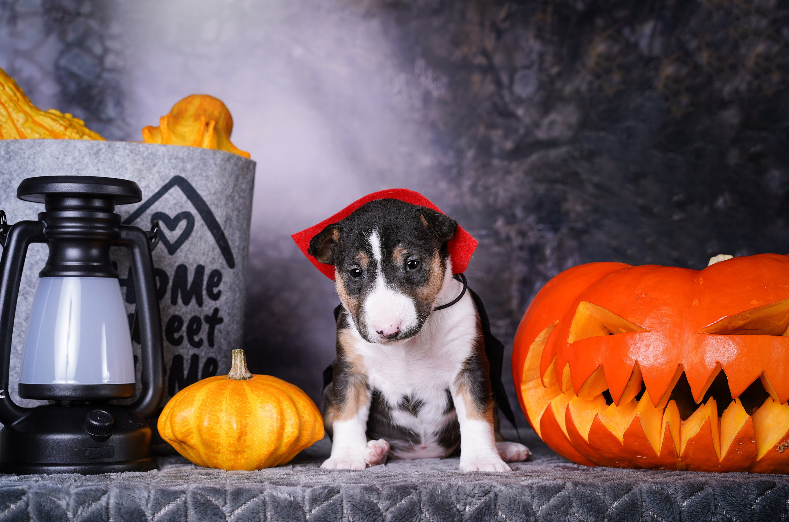 Щенки минибультерьера. Фотограф-анималист в Санкт-Петербурге Яна Мартынова