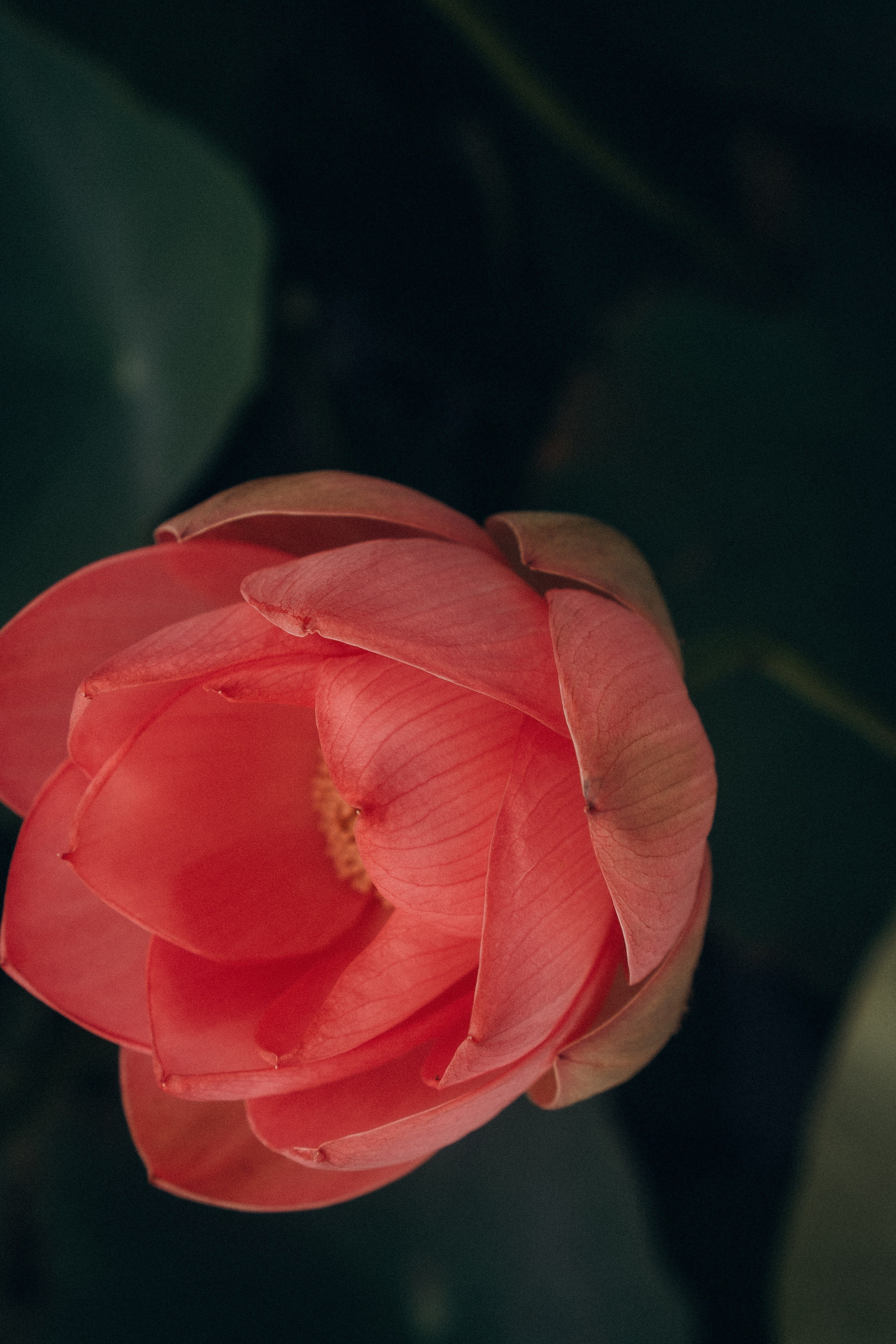 ЛОТОСОВАЯ ПОЛЯНА. Профессиональный фотограф, Санкт-Петербург — Виктория Богомолова