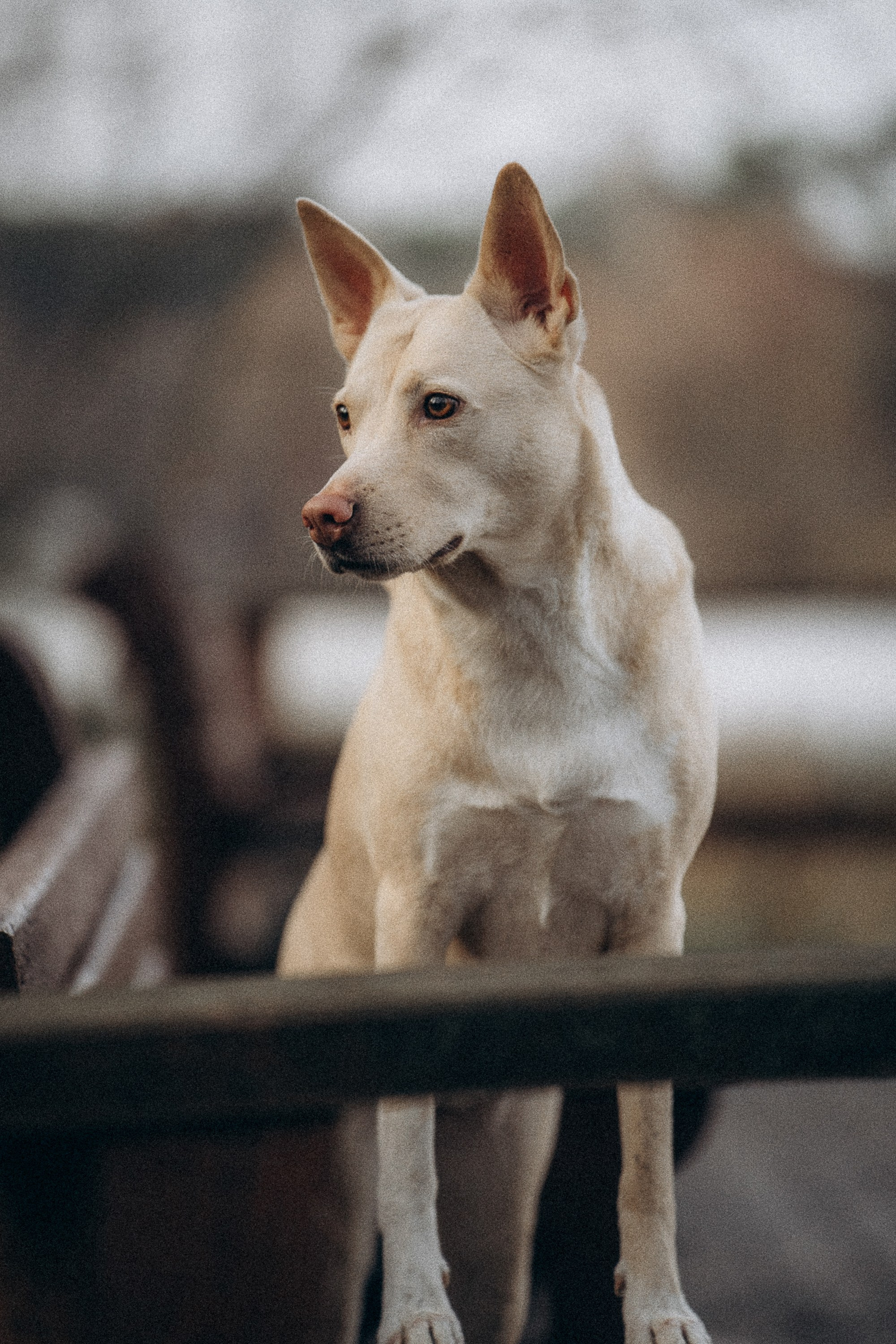 Туся. Фотограф анималист в Москве и Санкт-Петербурге Свиридова Анна