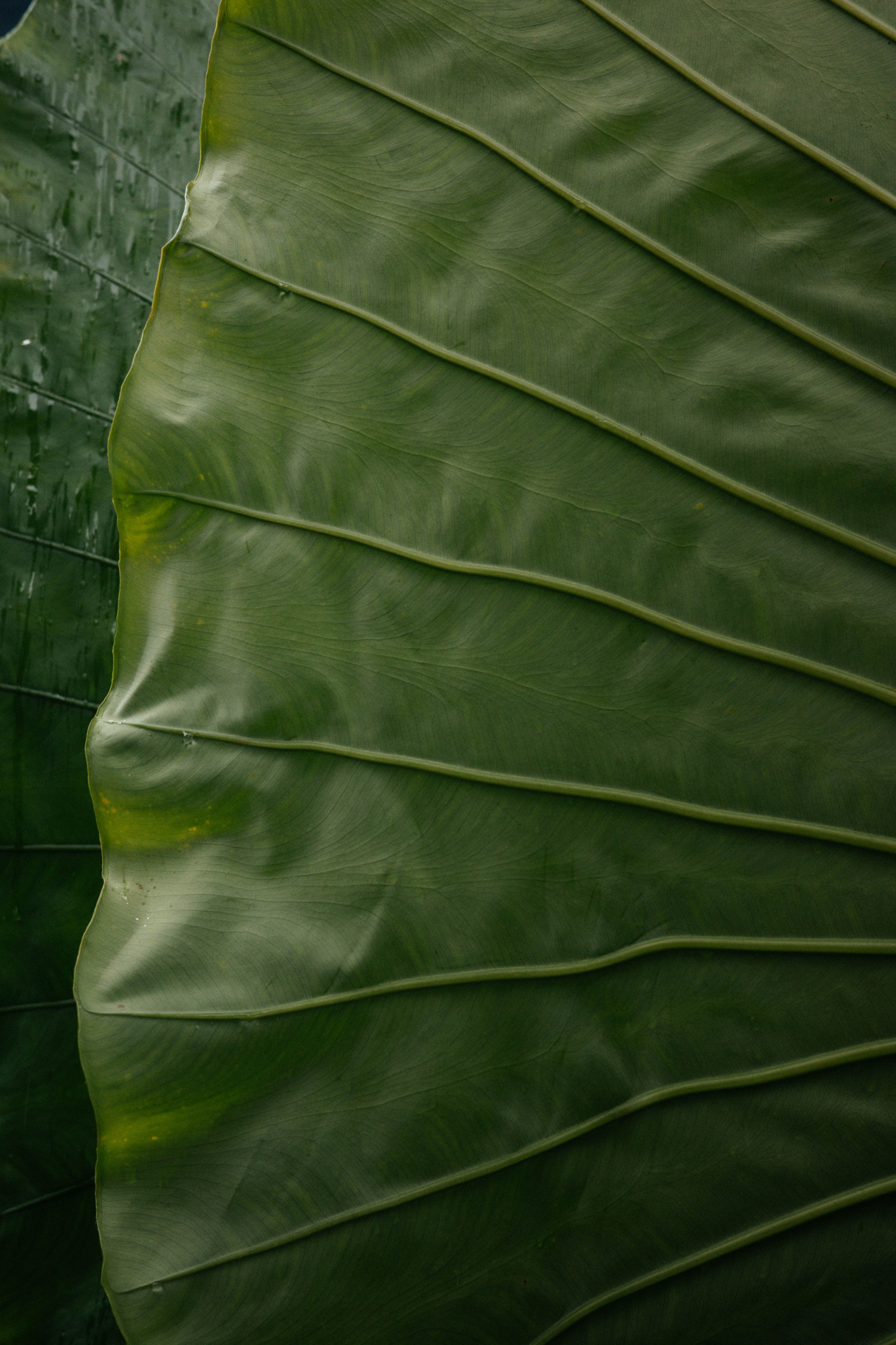 Тай, 2023. Свадебный фотограф Москва Александра Аверкова