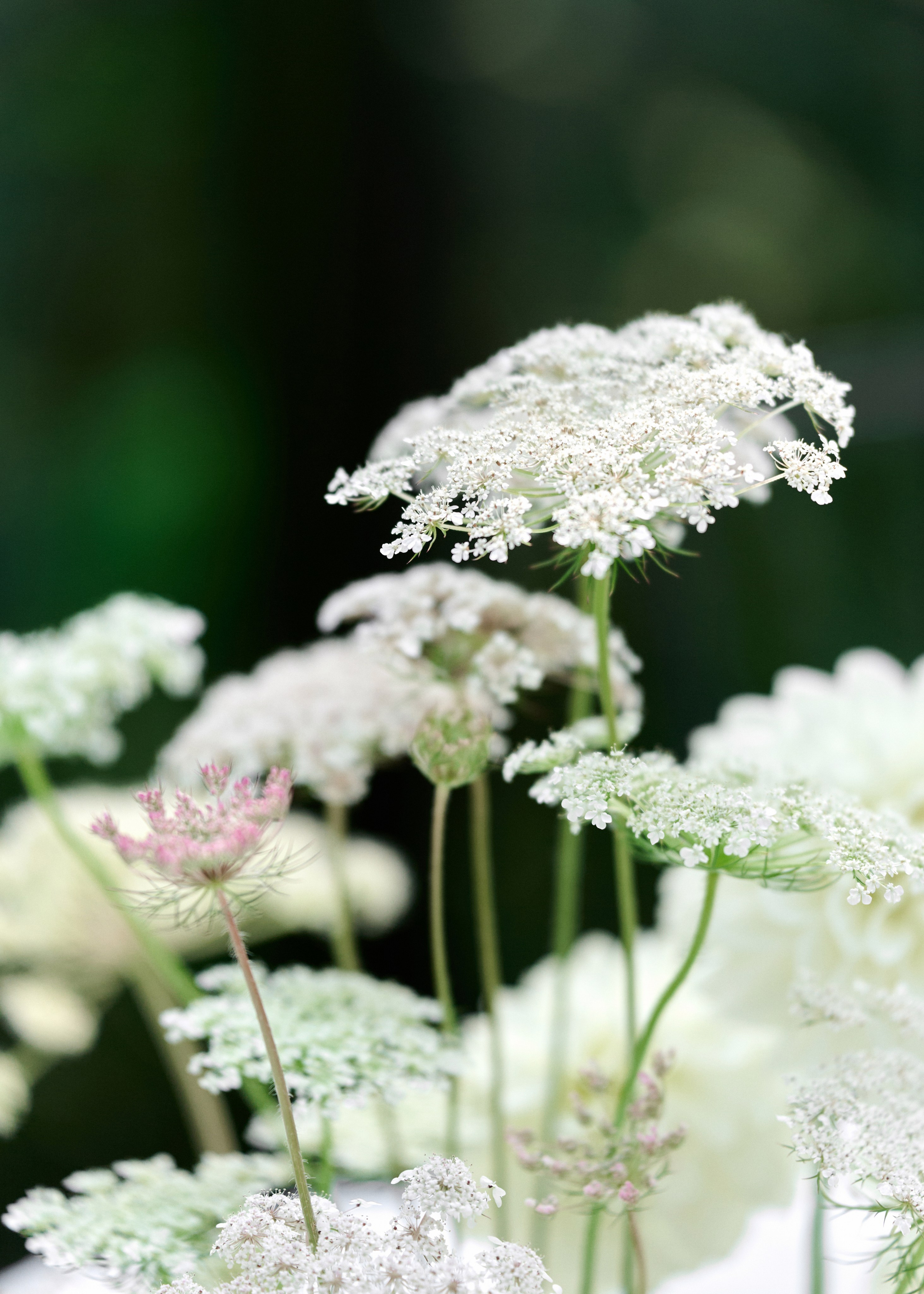 Максим & Елена. Оформление свадеб, декор свадеб Вера Маркова, Москва