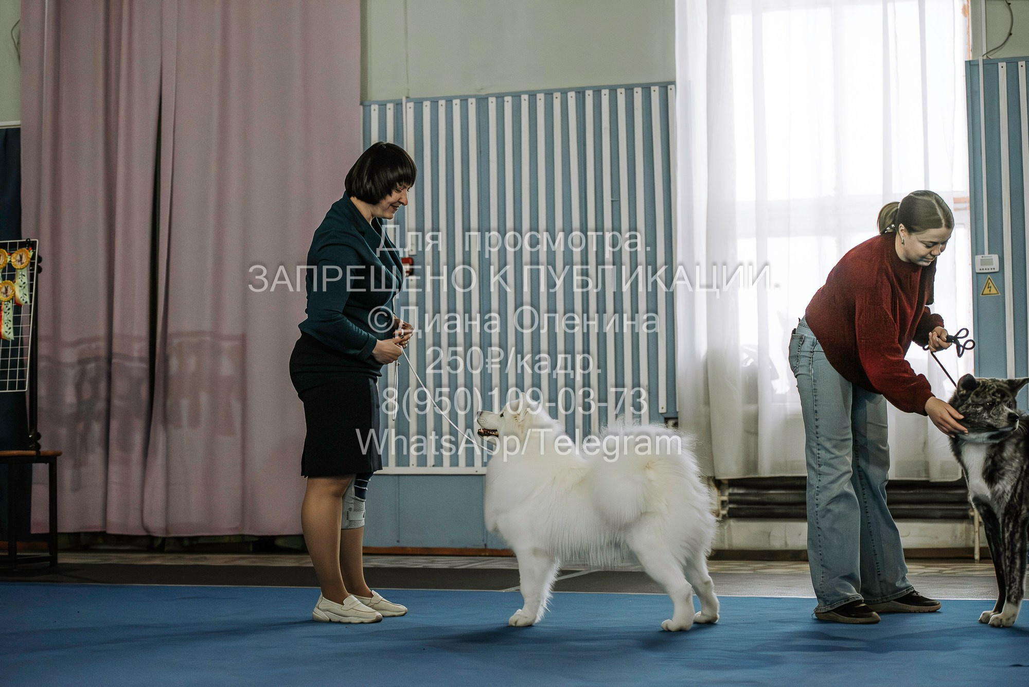 Выставка собак Красноярск 29.10.2023. Фотограф Диана Оленина Красноярск / Братск