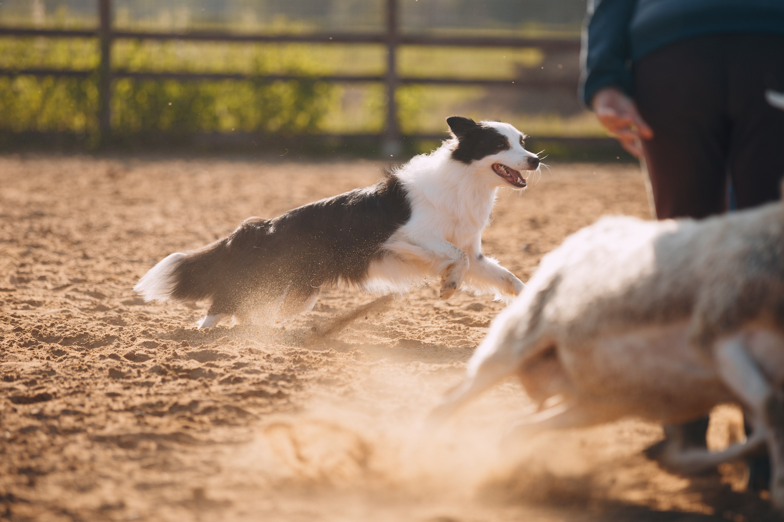 Кинологический лагерь в Горыныче. Фотограф анималист Кристина Карпова, Москва