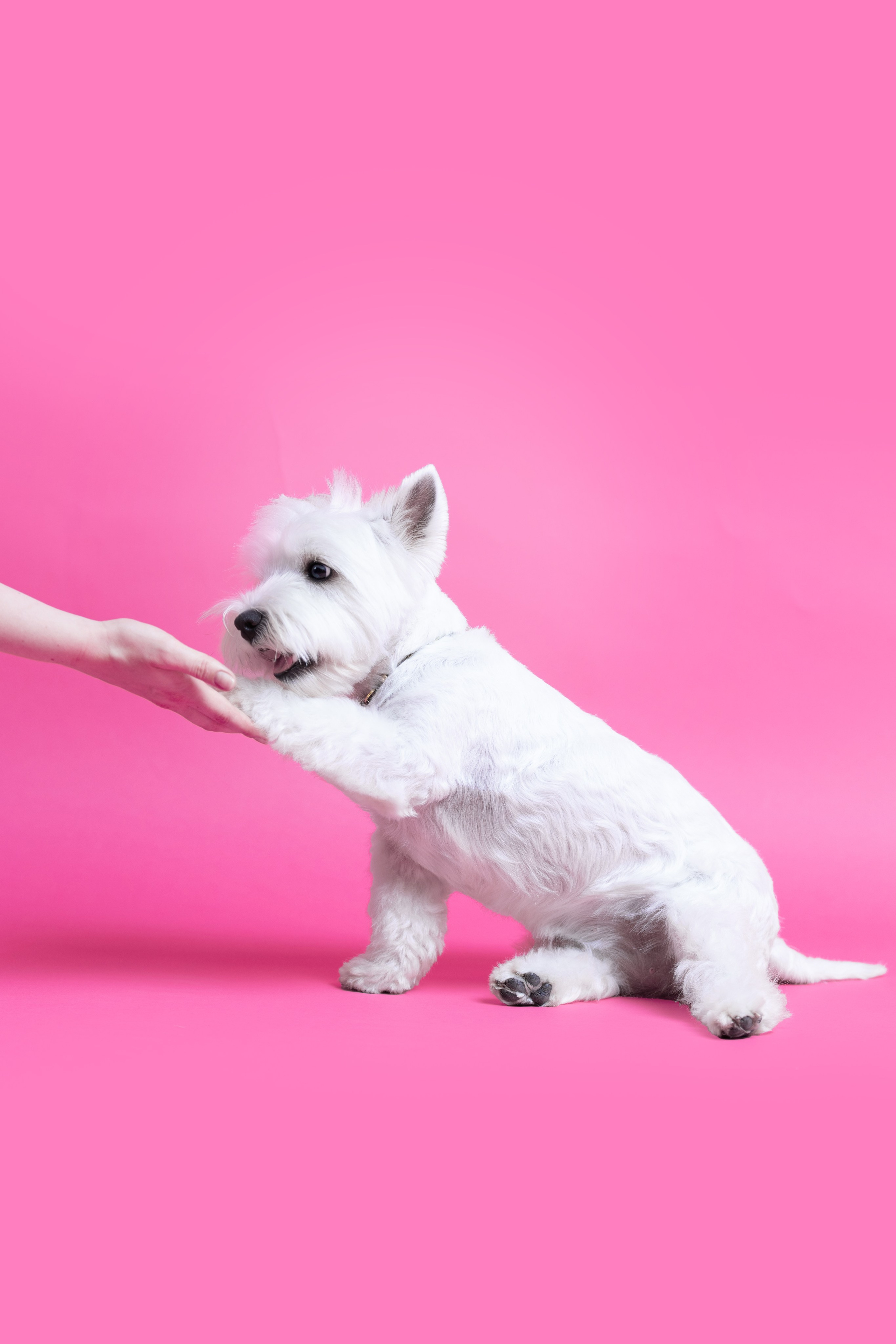 Ханна. Фотограф анималист Кристина Карпова, Москва