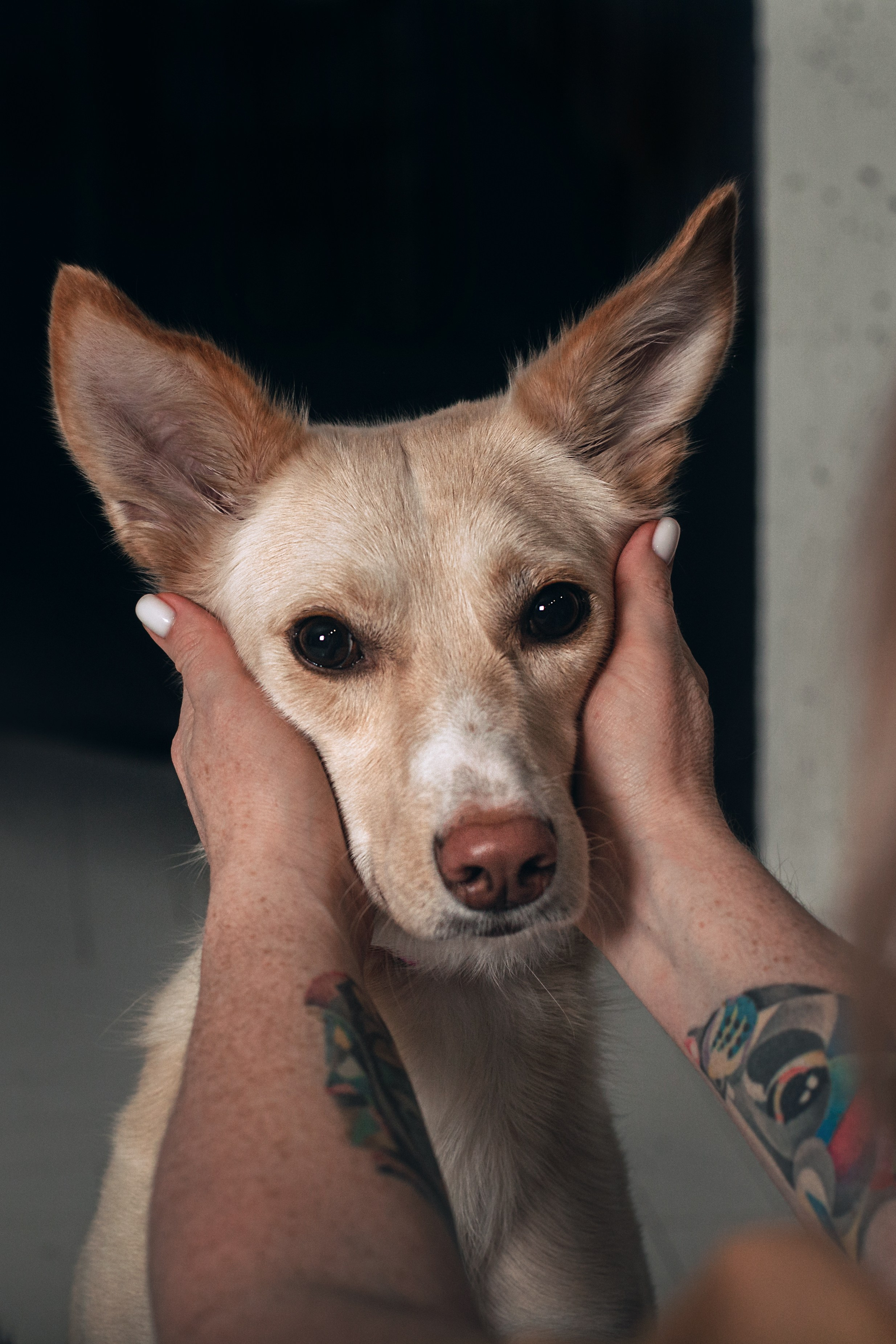 Студийная съемка 2 собак 2024. Фотограф-анималист Татьяна Степанова