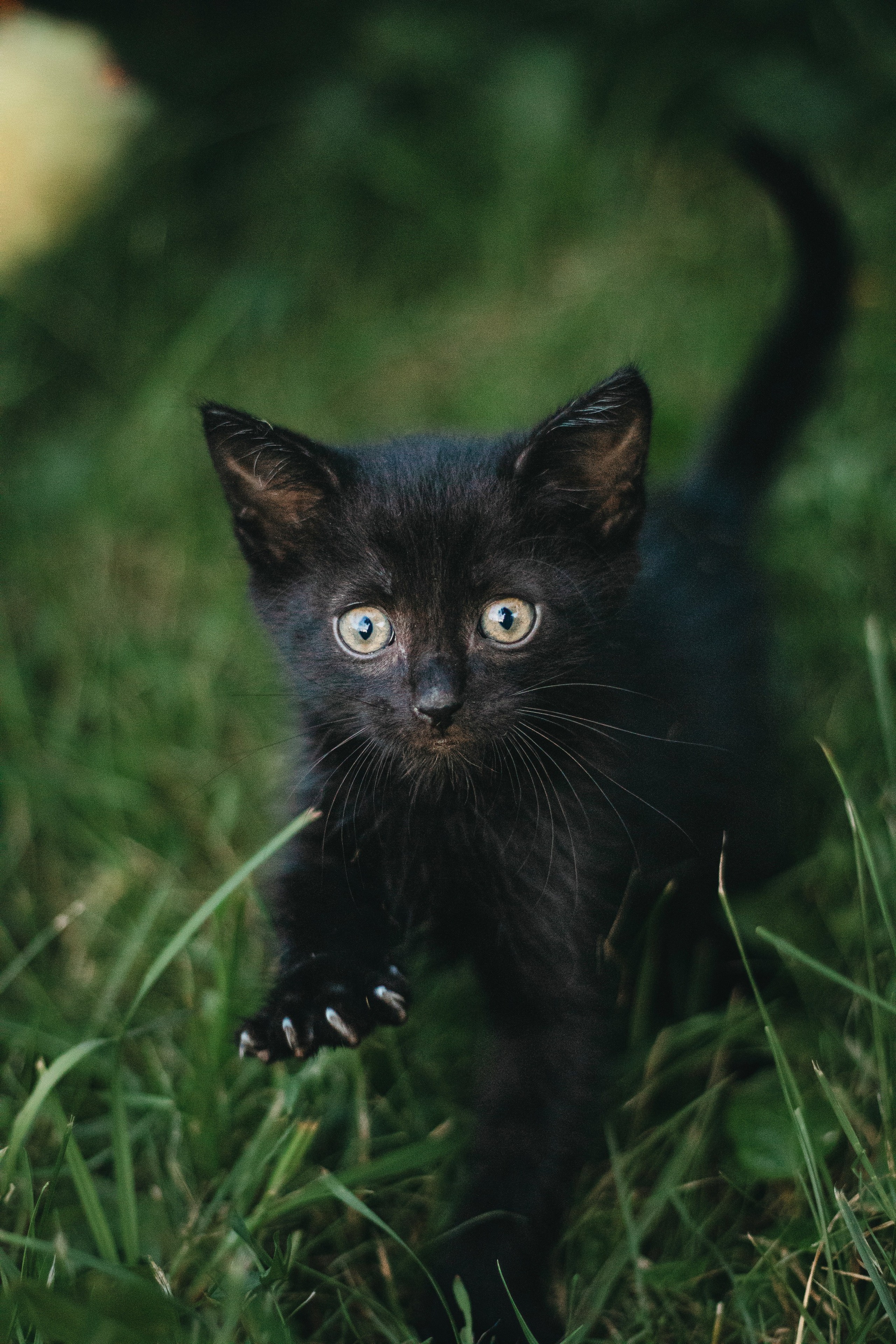 Котики на пиар. Фотограф в Москве (анималистика, коммерция, репортаж, спорт)
