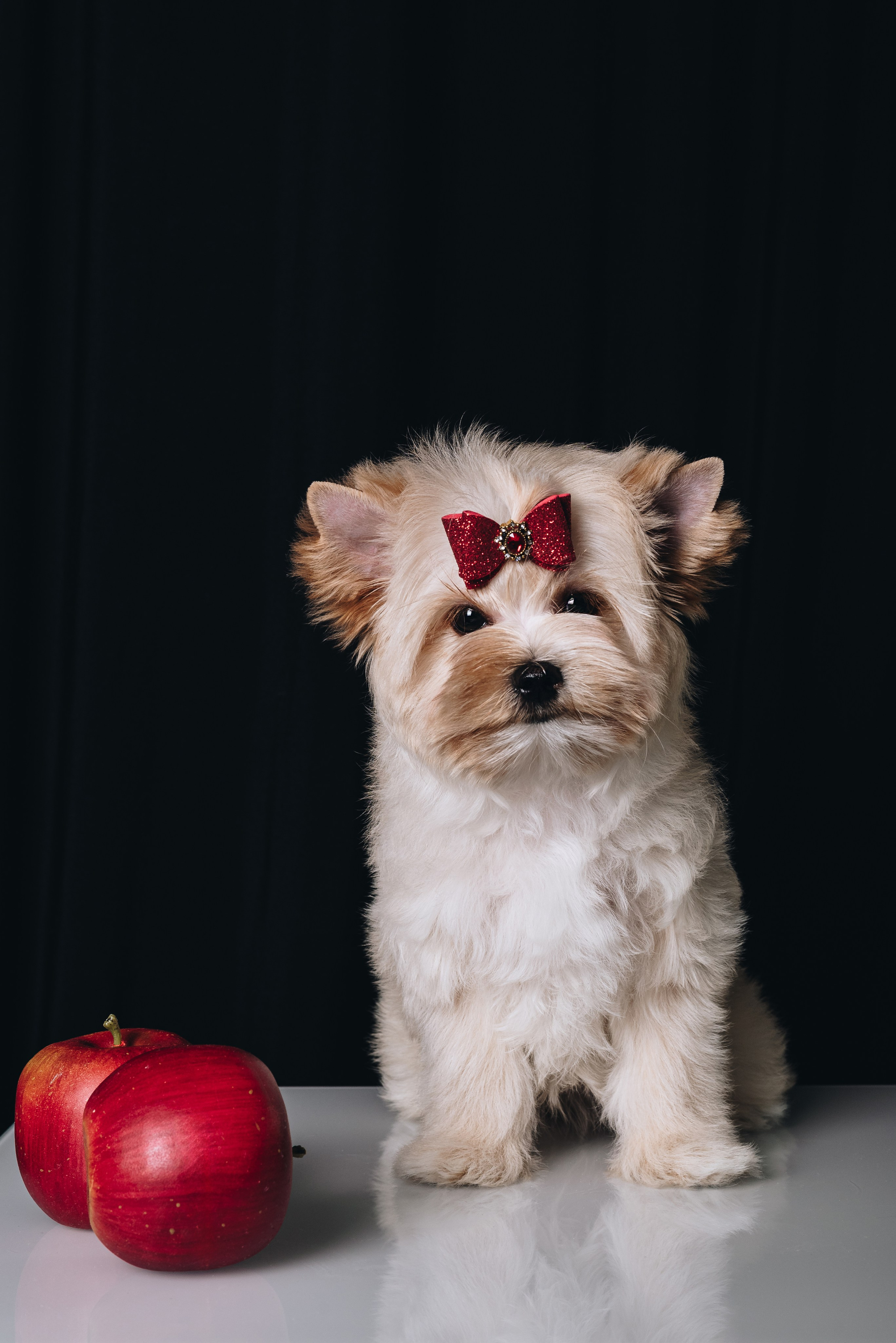 Russian Salon Dog. Natalia Finch Photography — Family, Kids & Pet Photographer in Chicago, IL