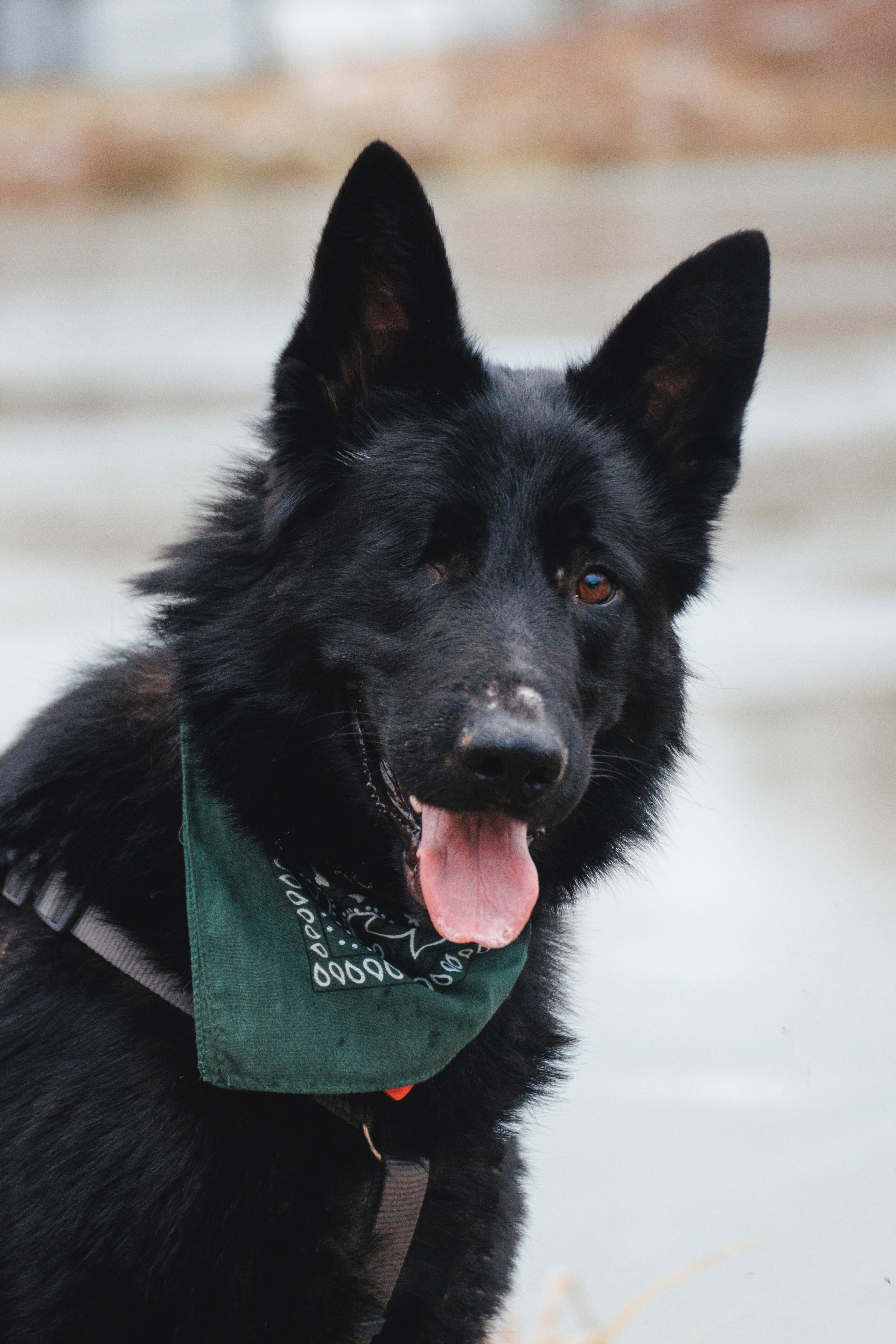 В поисках дома. Стас Соболь, фотограф анималист, репортажник, Москва