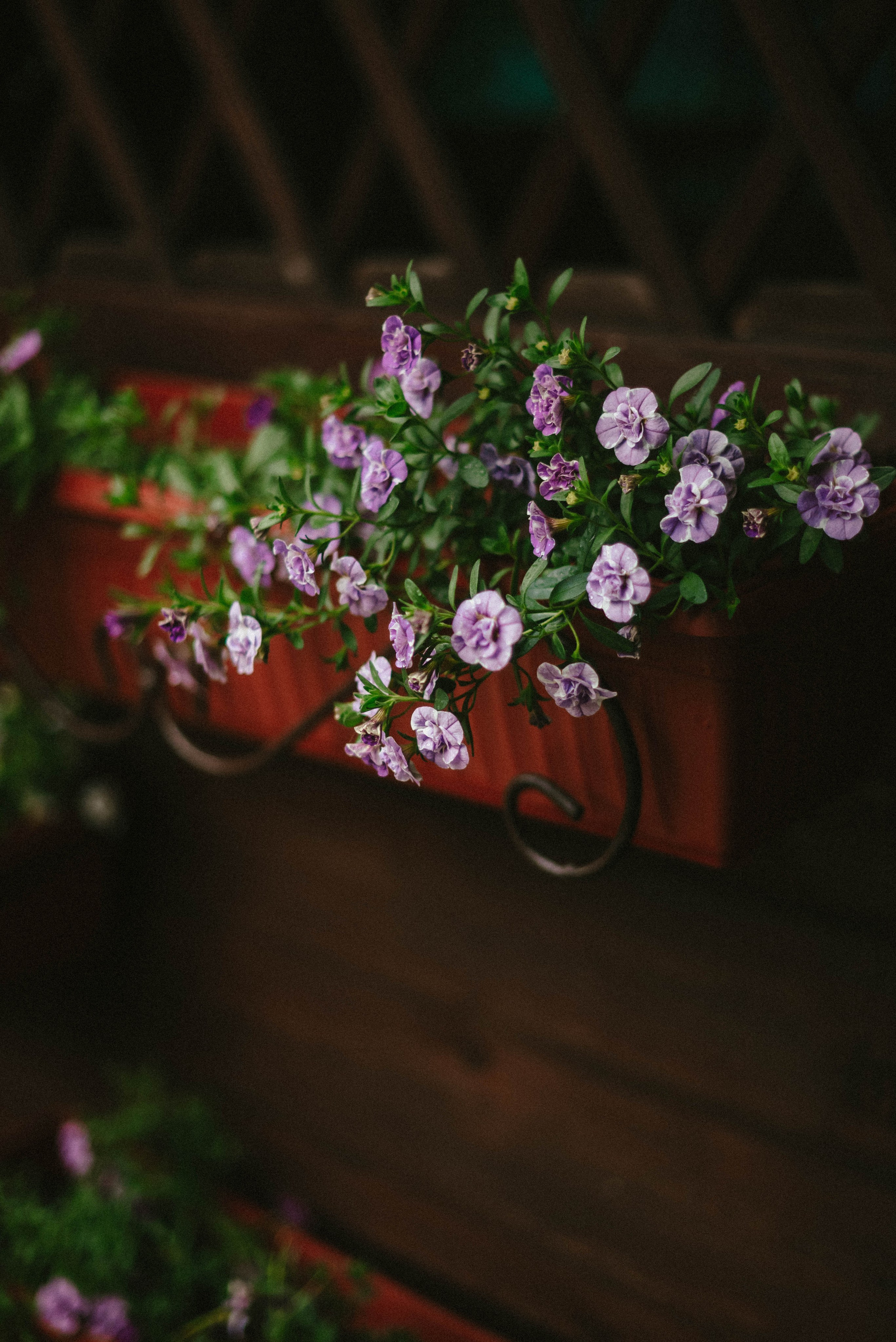 Лесное царство Оксаны. Свадебный и семейный фотограф в Новосибирске, Санкт-Петербурге, Москве