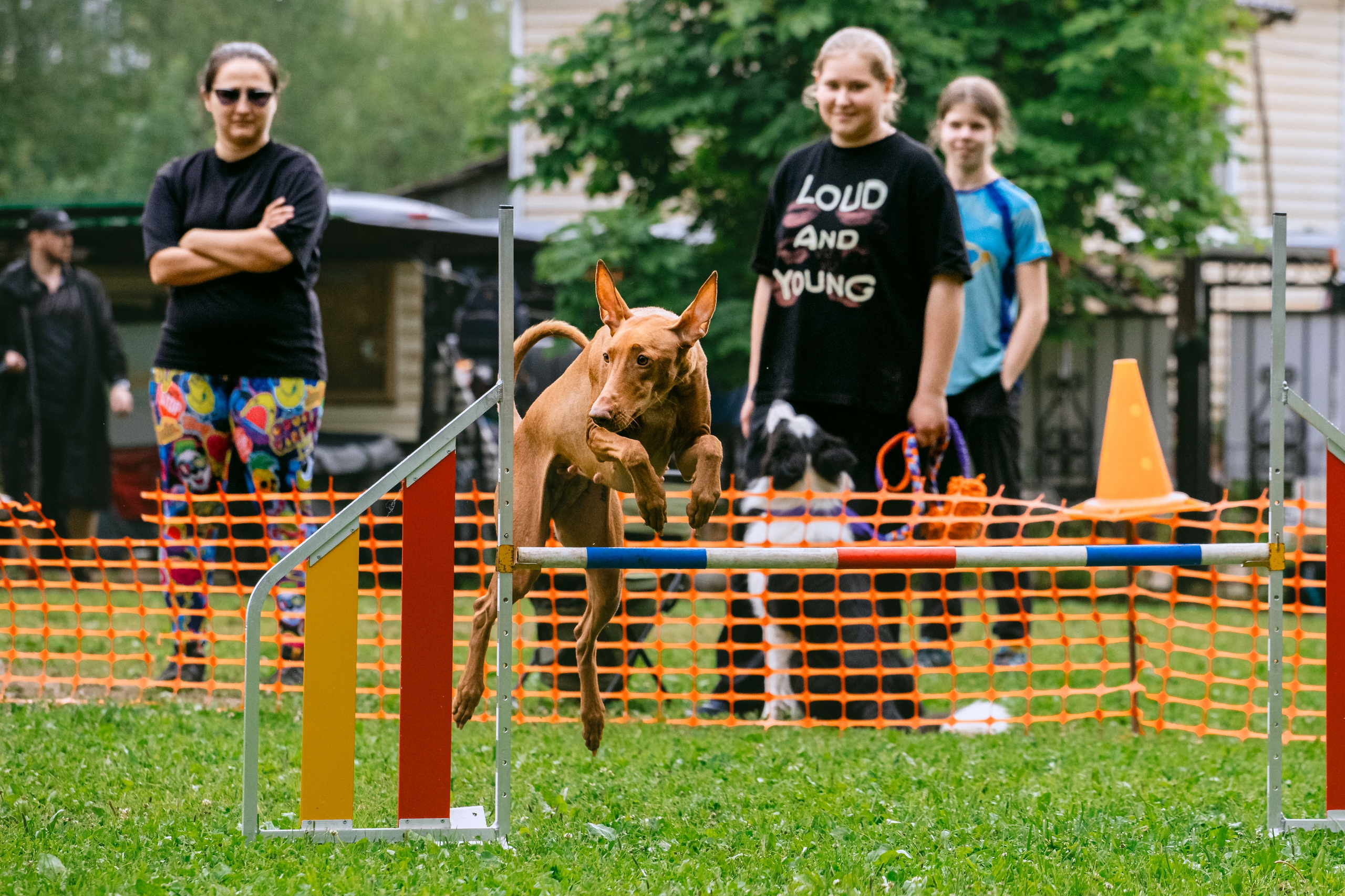 Соревнования по аджилити Долгопрудный 30.06.2025. Фотограф-анималист Татьяна Степанова