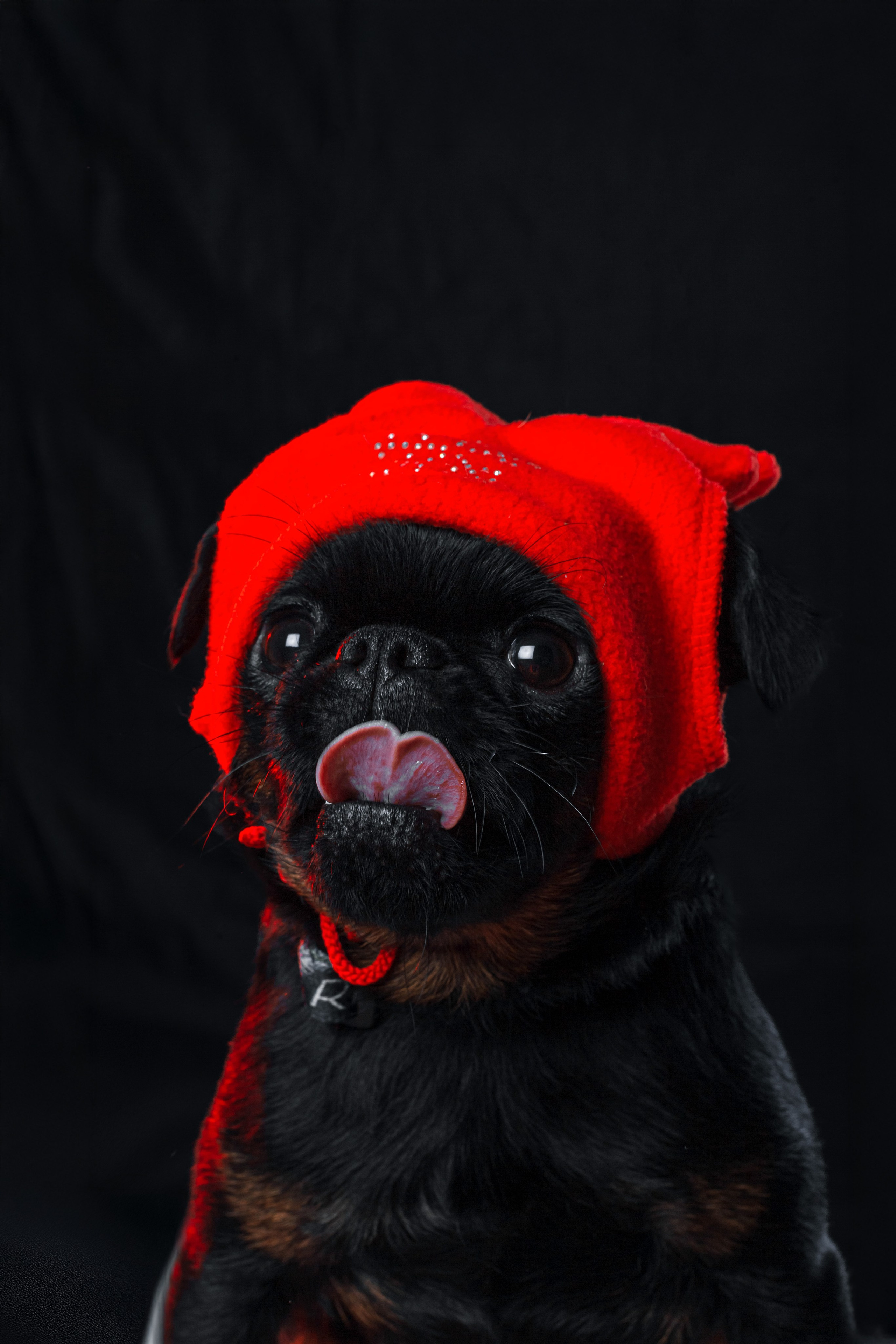 Студийная фотосессия с цветным светом. Фотограф-анималист Татьяна Степанова