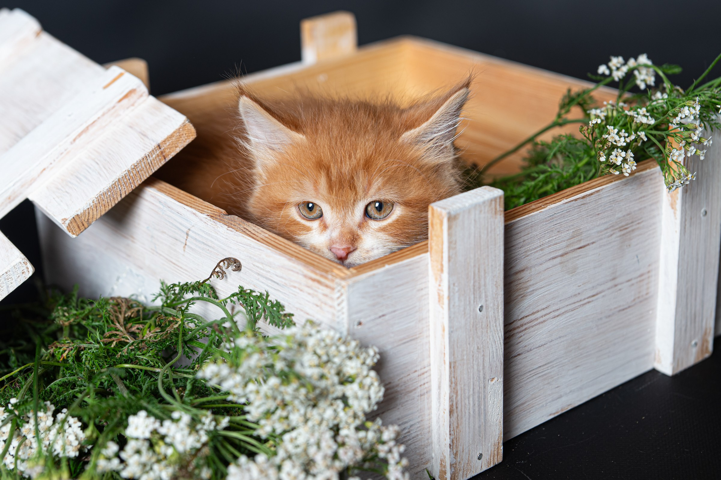 Курильский бобтейл. Фотограф на Камчатке Анна Моргачёва. Семейные и детские съёмки