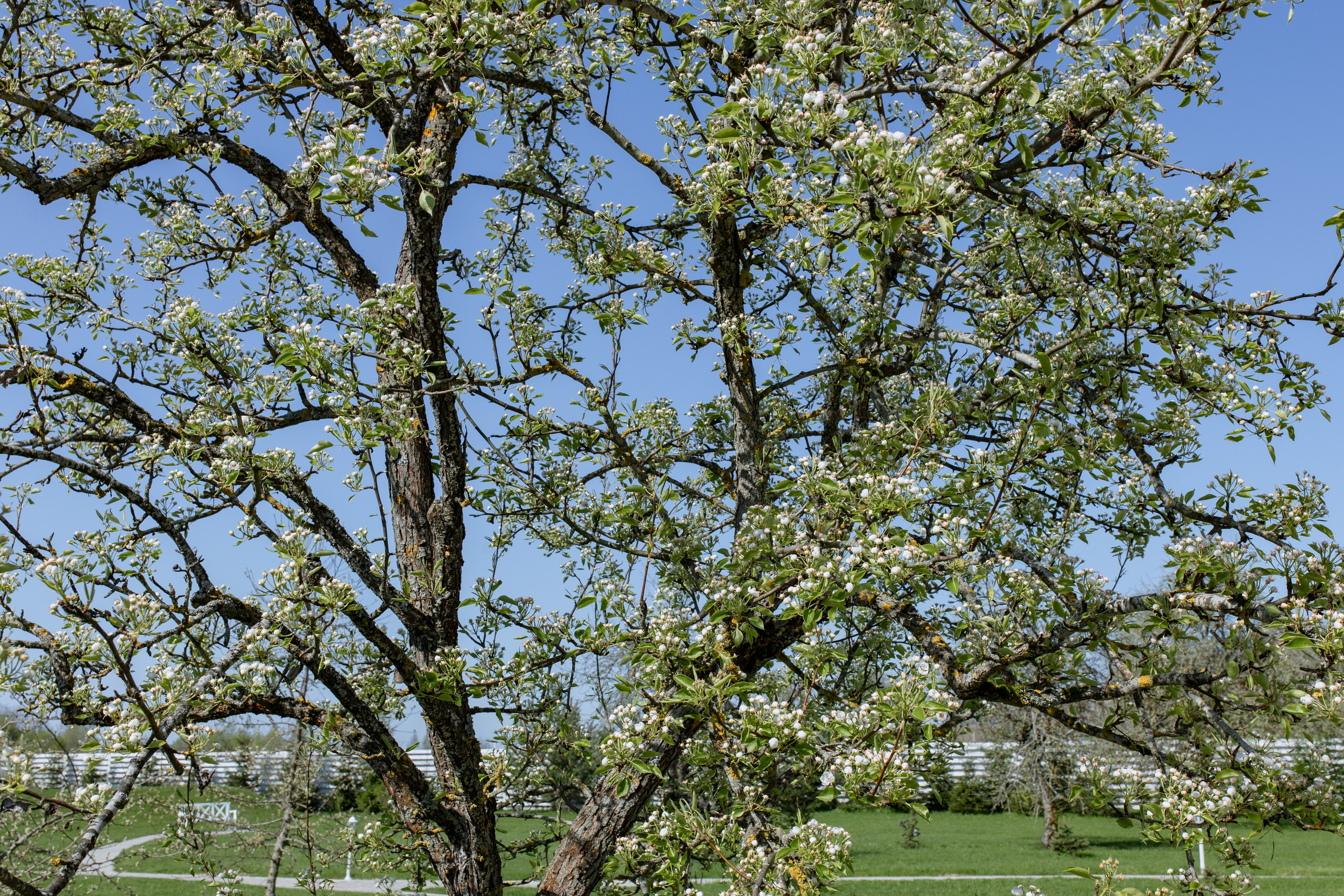 Виктория и Илья. Свадебный фотограф Витебск Минск