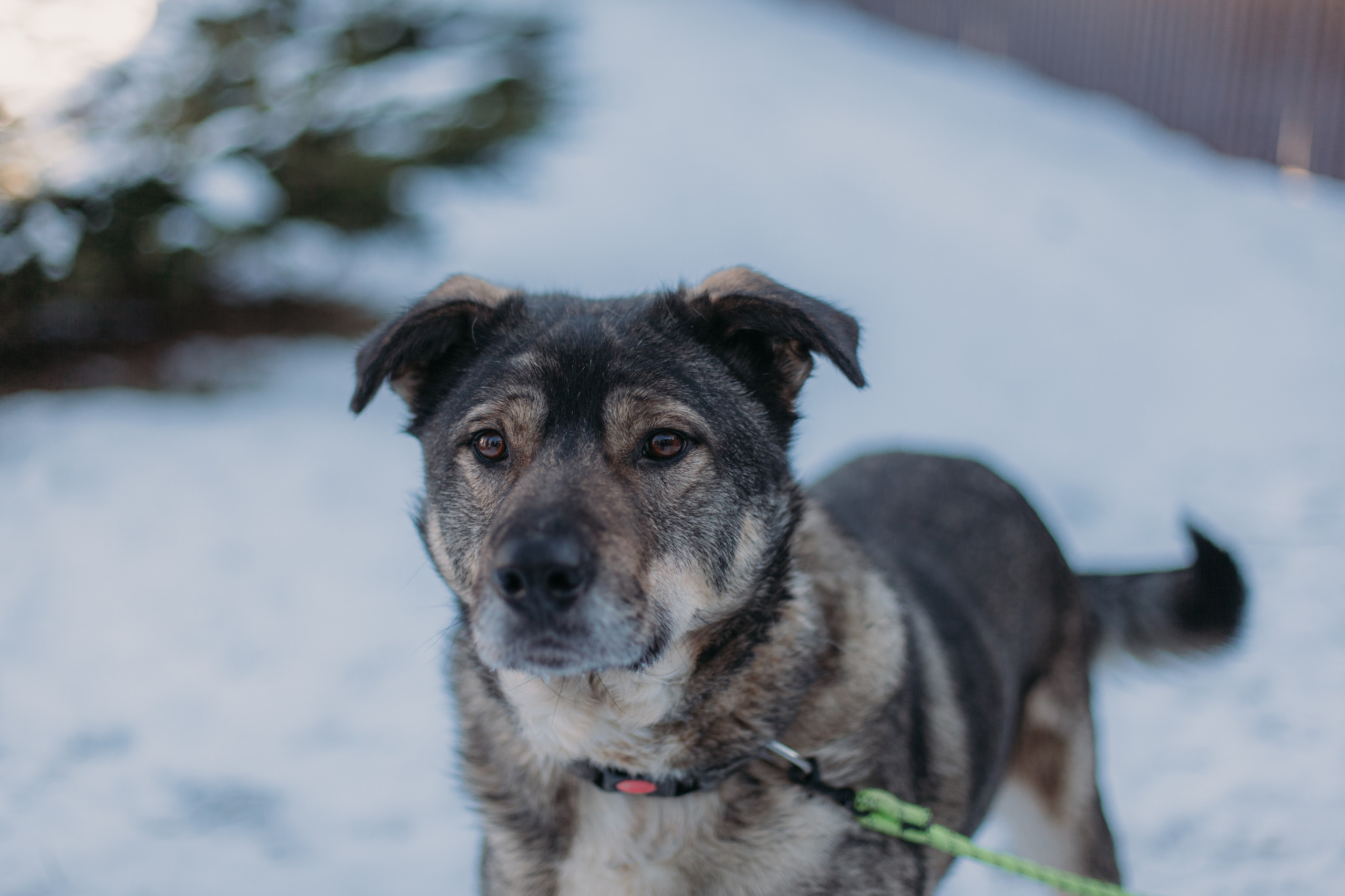 Фотосессии животных. Детский фотограф, фотограф-анималист