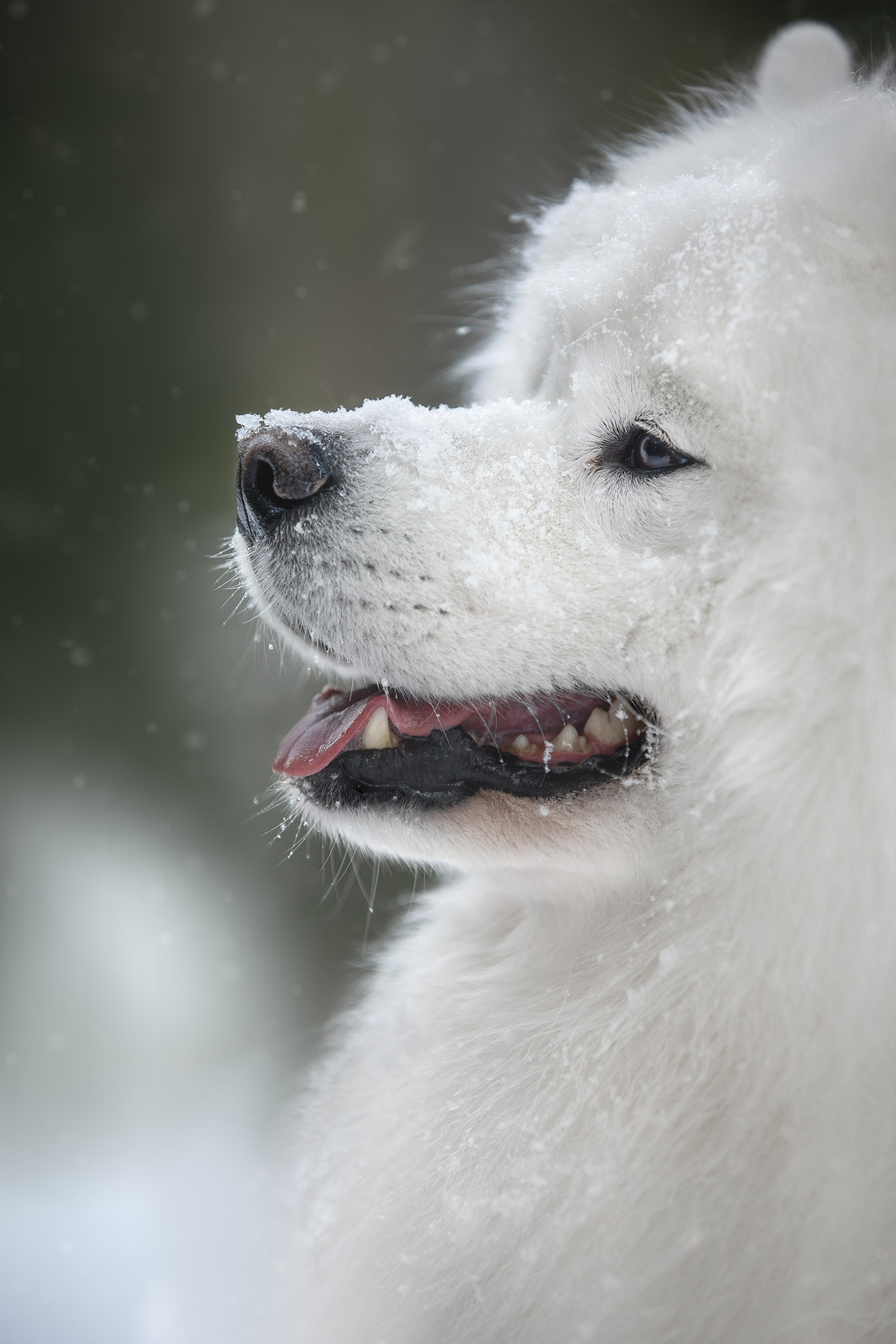 Самоедские мальчишки. Фотограф анималист в Москве Майорова Евгения