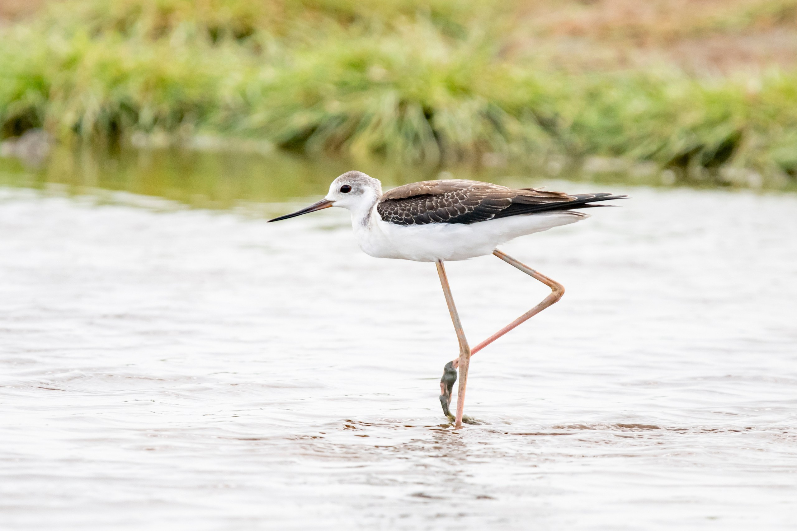 Природа Дагестана, сентябрь 2024. Foto-Zuev фотография как искусство
