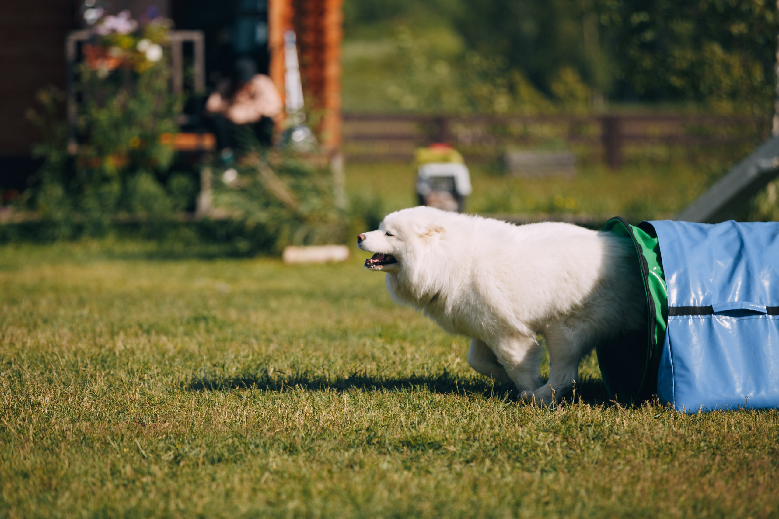Кинологический лагерь в Горыныче. Фотограф анималист Кристина Карпова, Москва