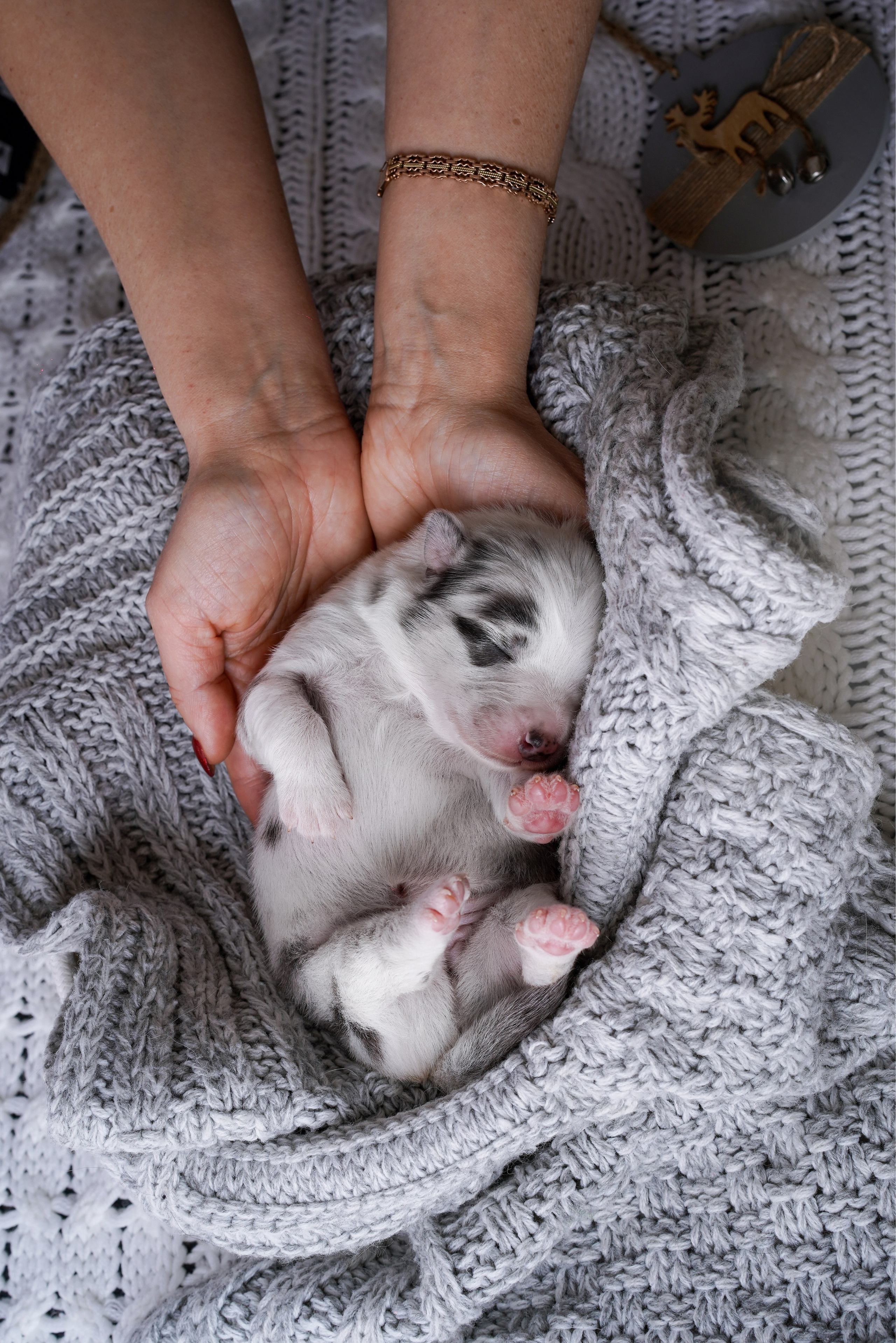 Щенки австралийской овчарки. Фотограф-анималист в Санкт-Петербурге Яна Мартынова