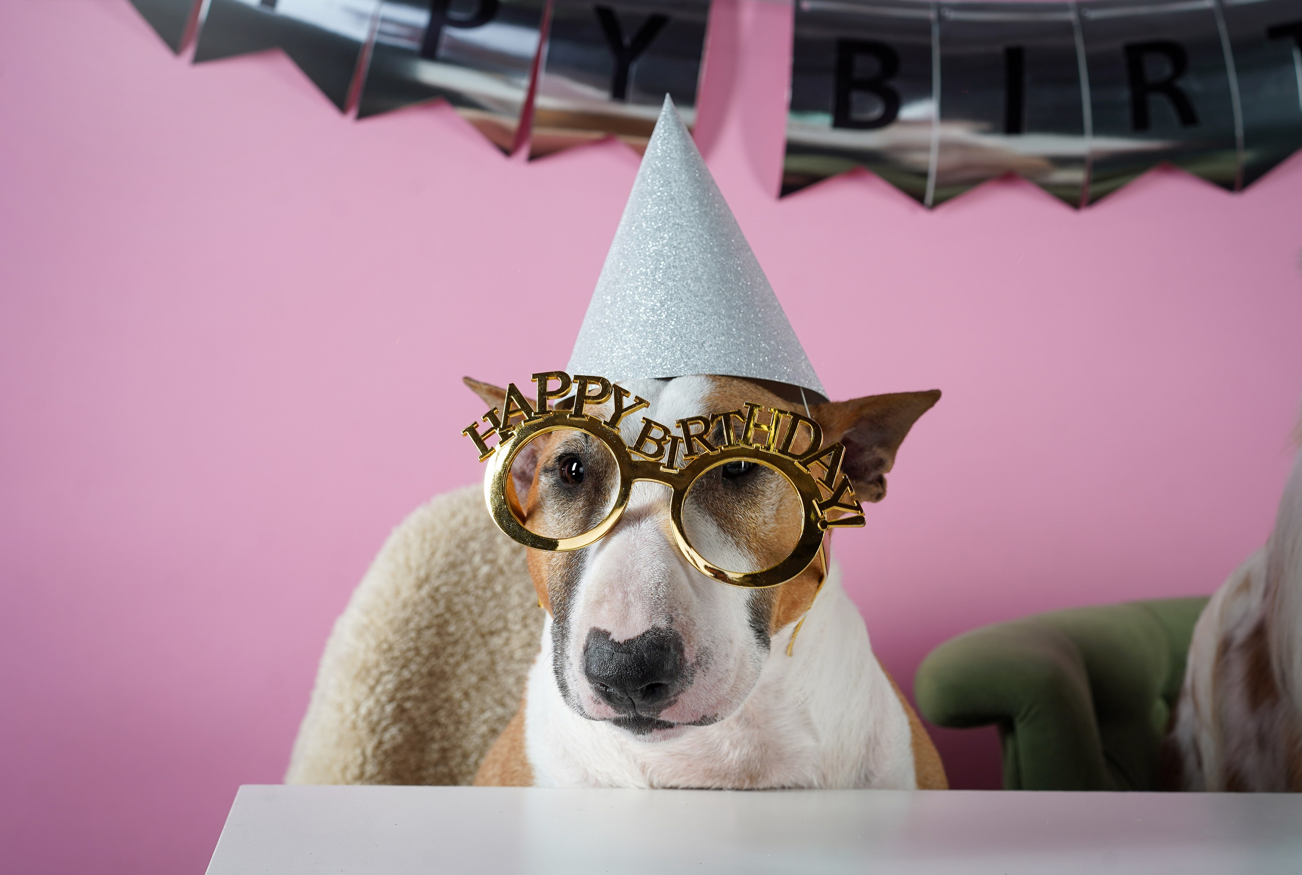 День Рождения Панды. Фотограф-анималист в Санкт-Петербурге Яна Мартынова