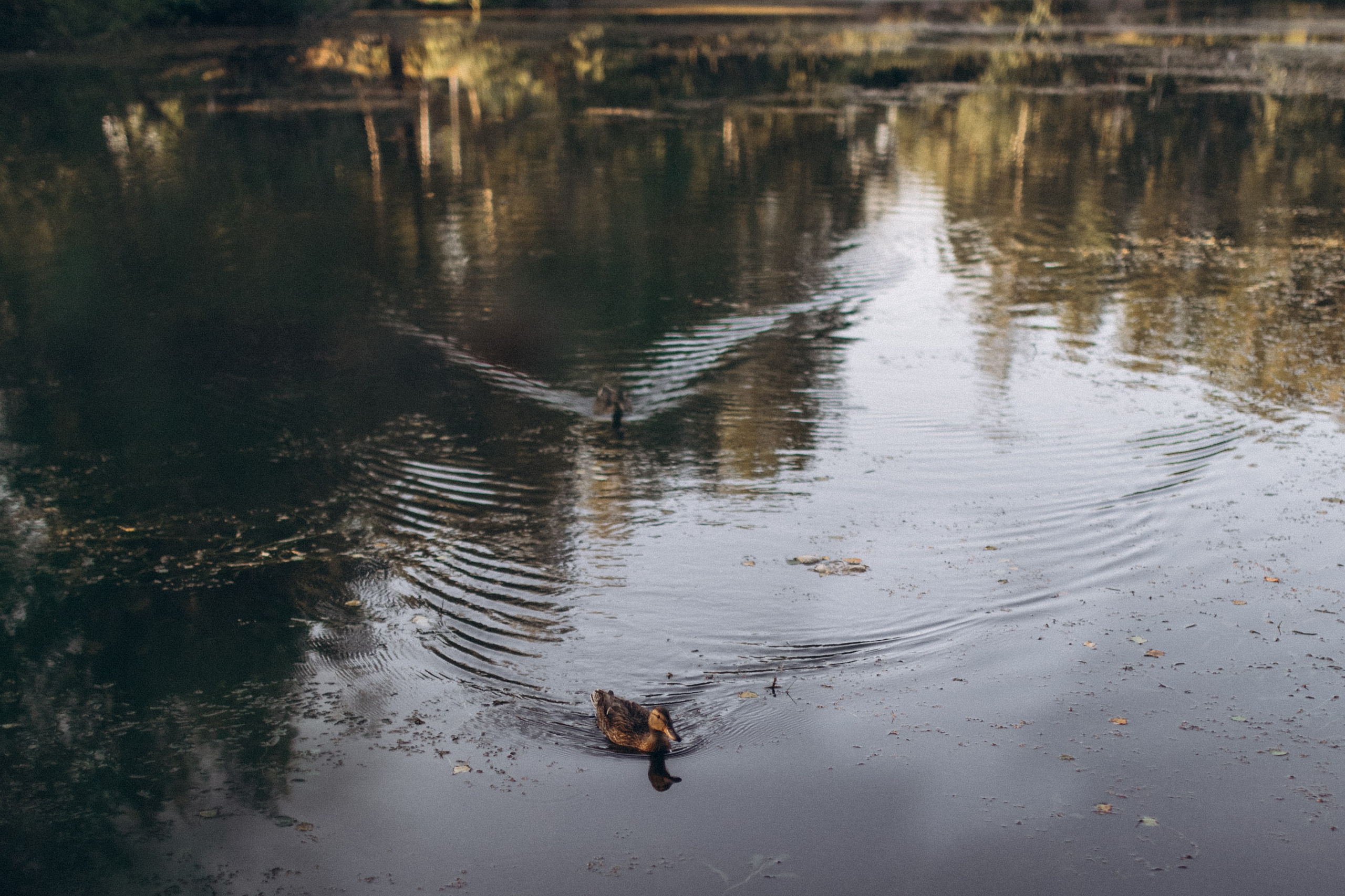 Дачная история. Семейный фотограф lifestyle в Новосибирске Елена Шпилевая