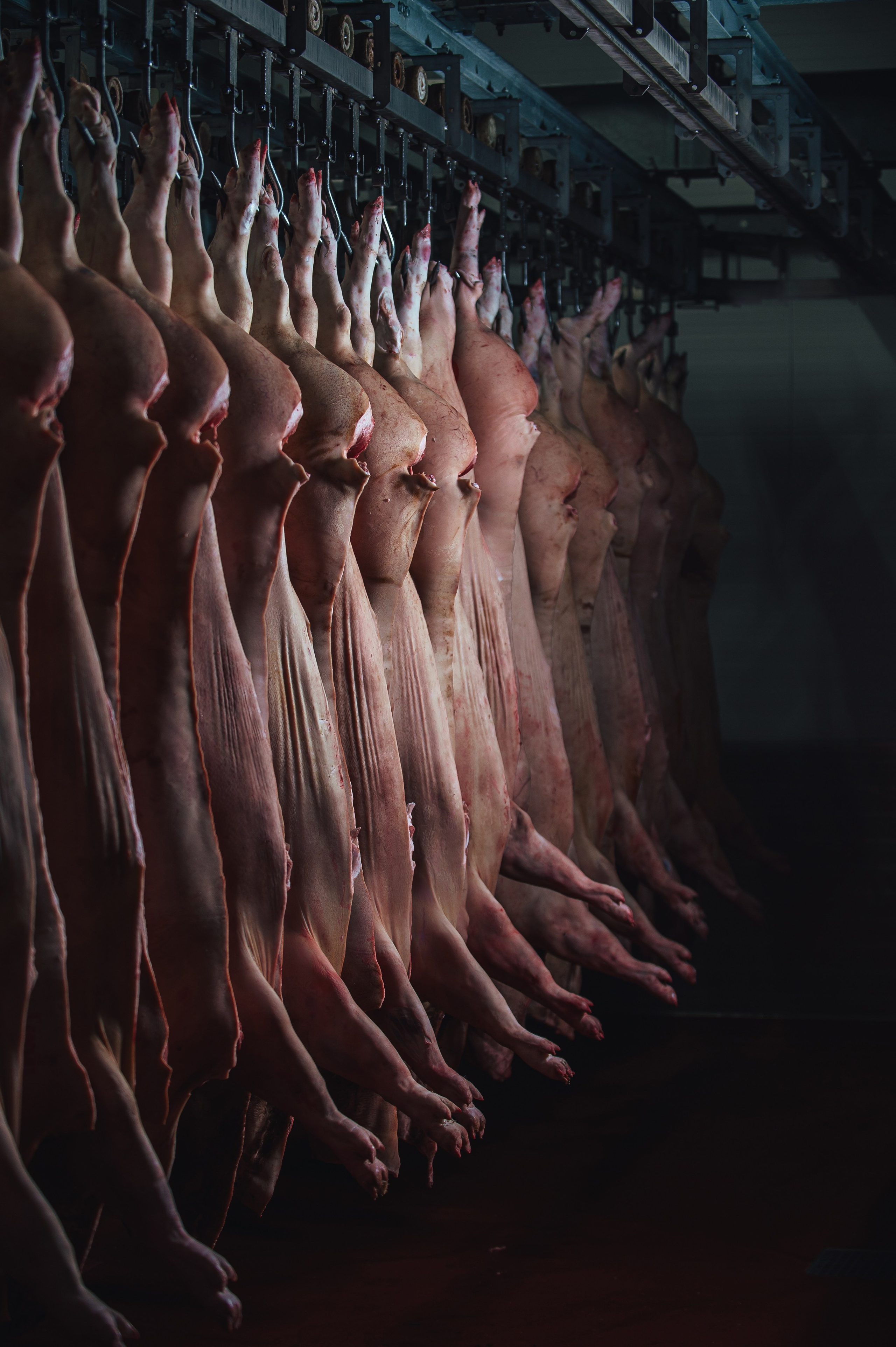 Свинокомплекс «СИБАГРО». Свадебная и концептуальная фотография в городе Улан-Удэ