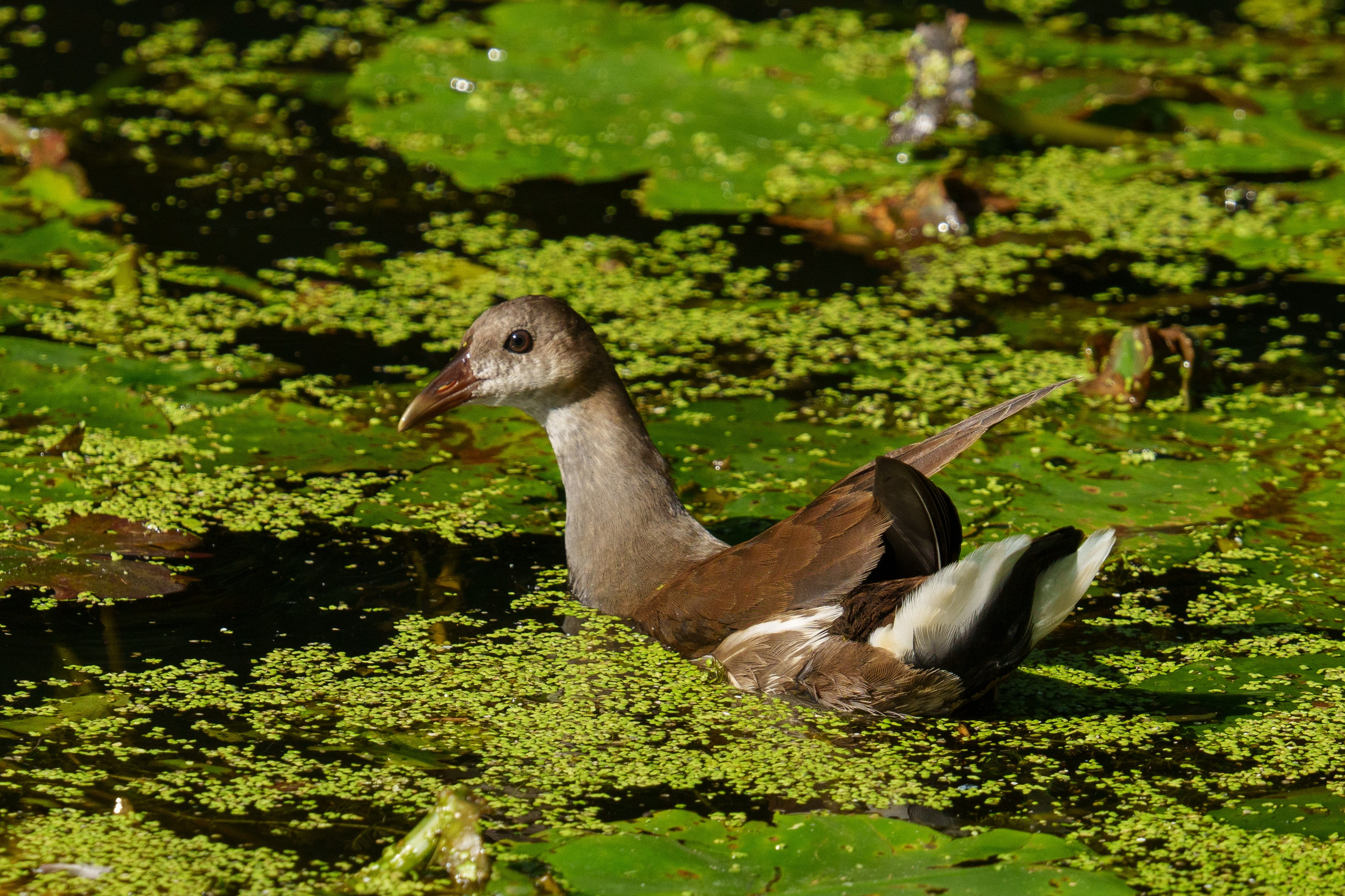 Удивительные мир птиц. Вокруг нас столько прекрасного — присмотритесь!. Ваш личный фотограф Марина Волкова